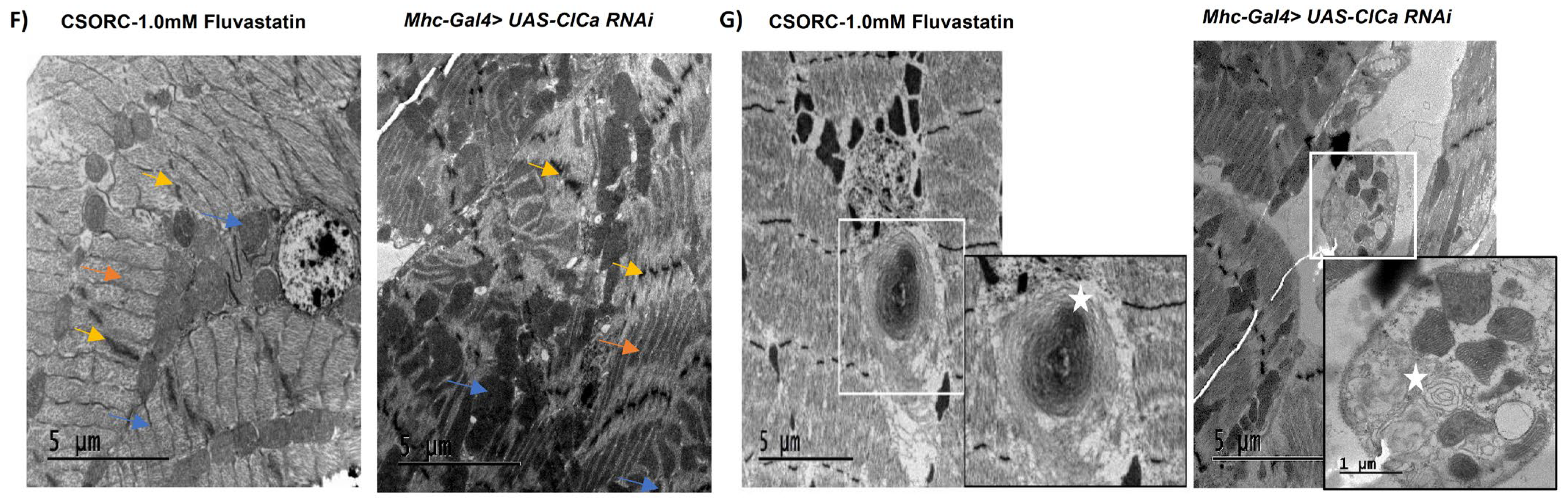 Cells 11 03528 g006b