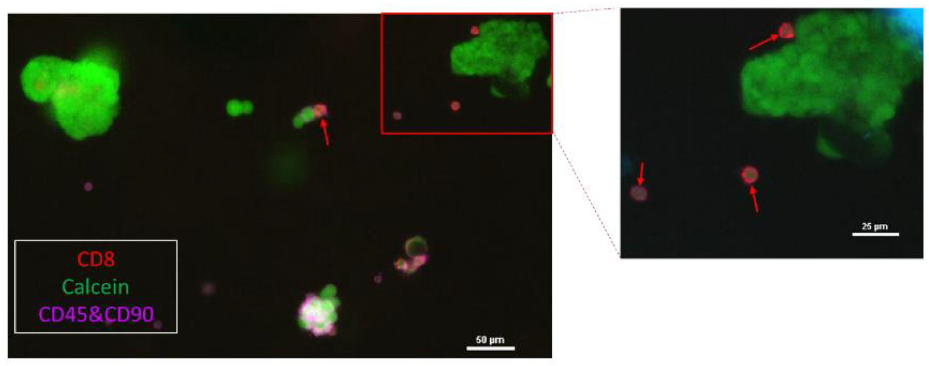 Cells 11 03534 g0a1 Cells 11 03534 g0a1