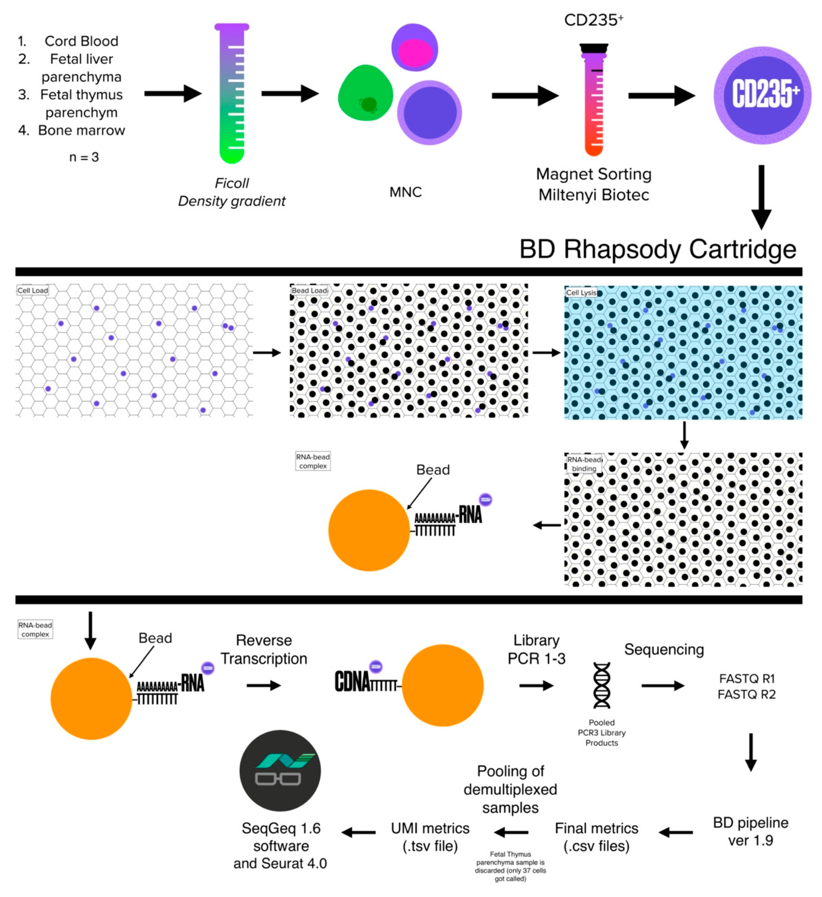 Cells 11 03537 sch001 Cells 11 03537 sch001