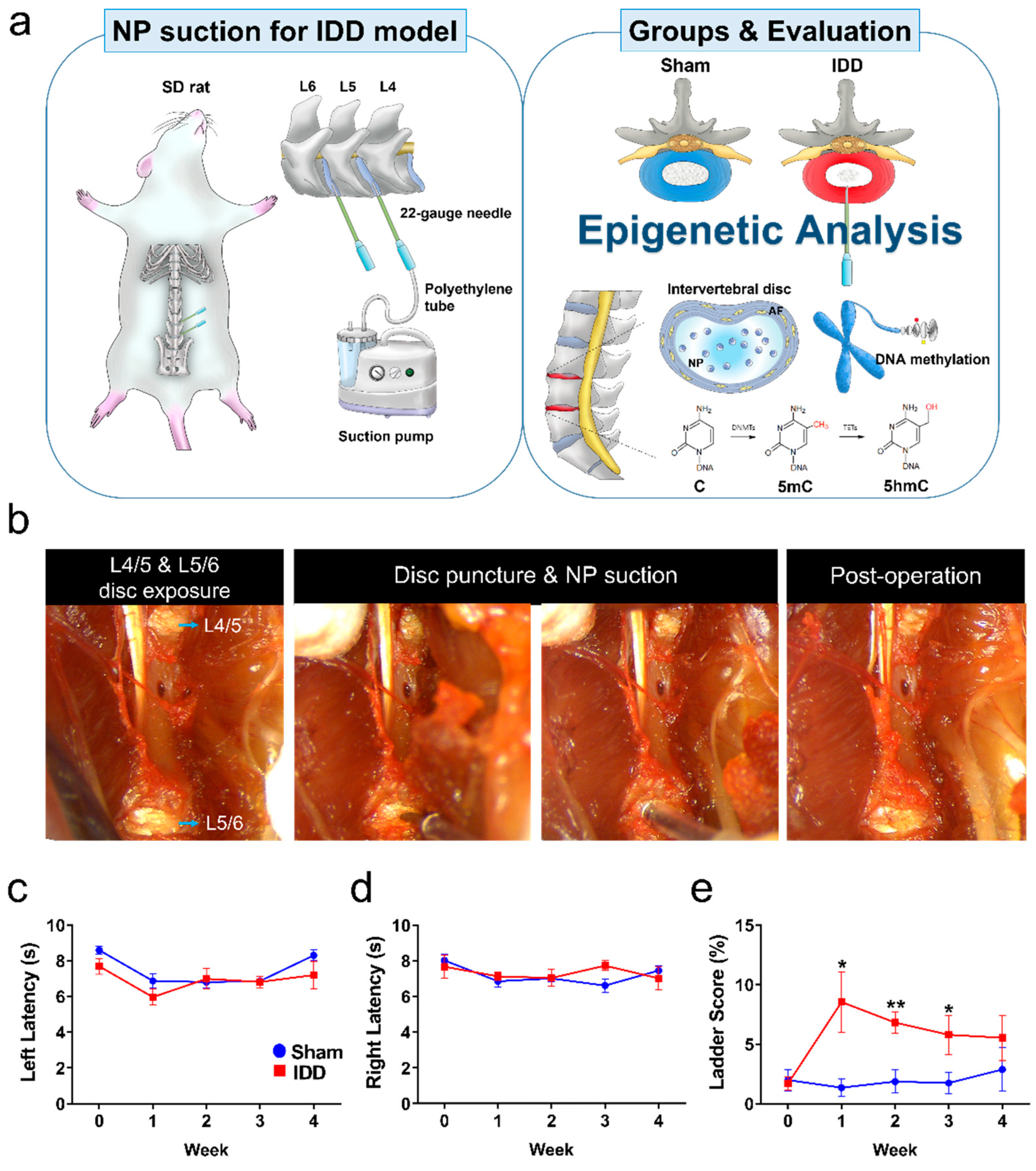 Cells 11 03547 g001a Cells 11 03547 g001a