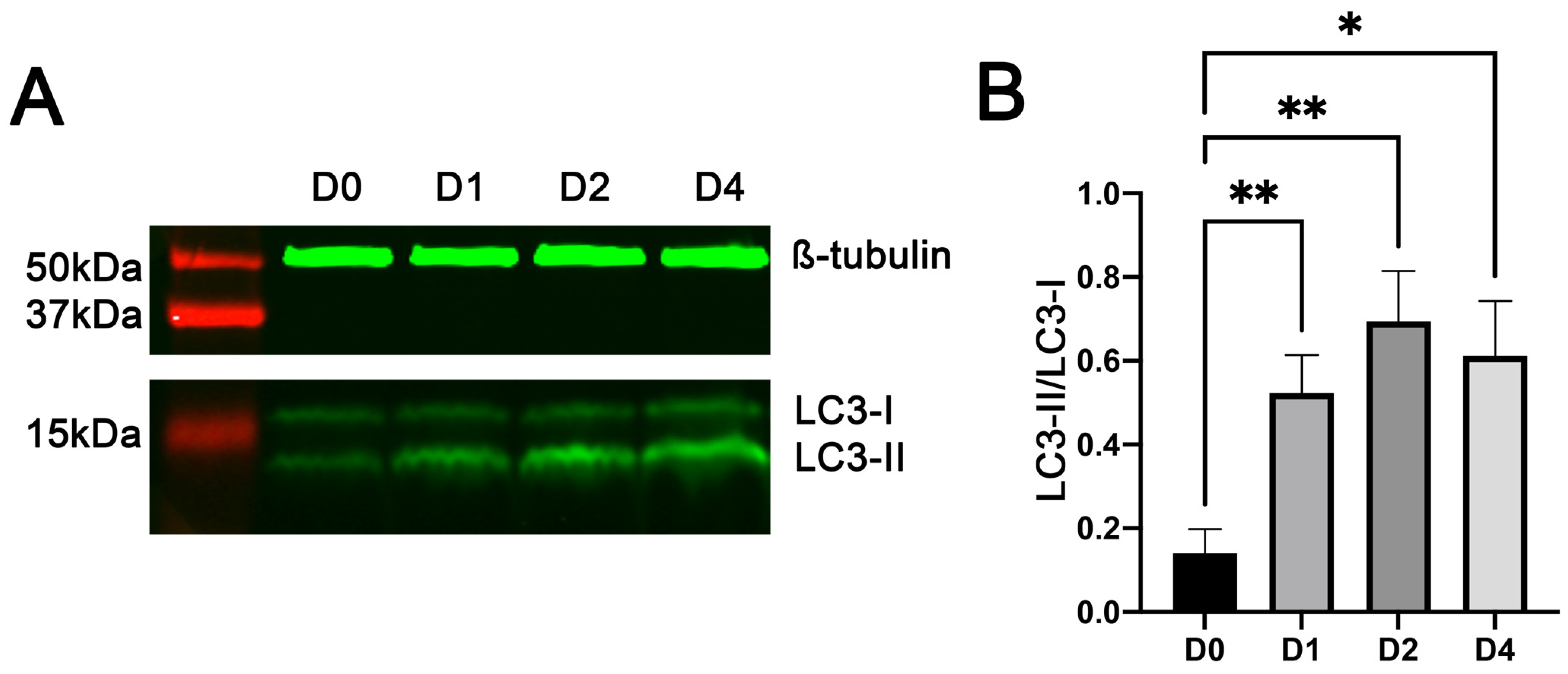 Cells 11 03549 g003 Cells 11 03549 g003