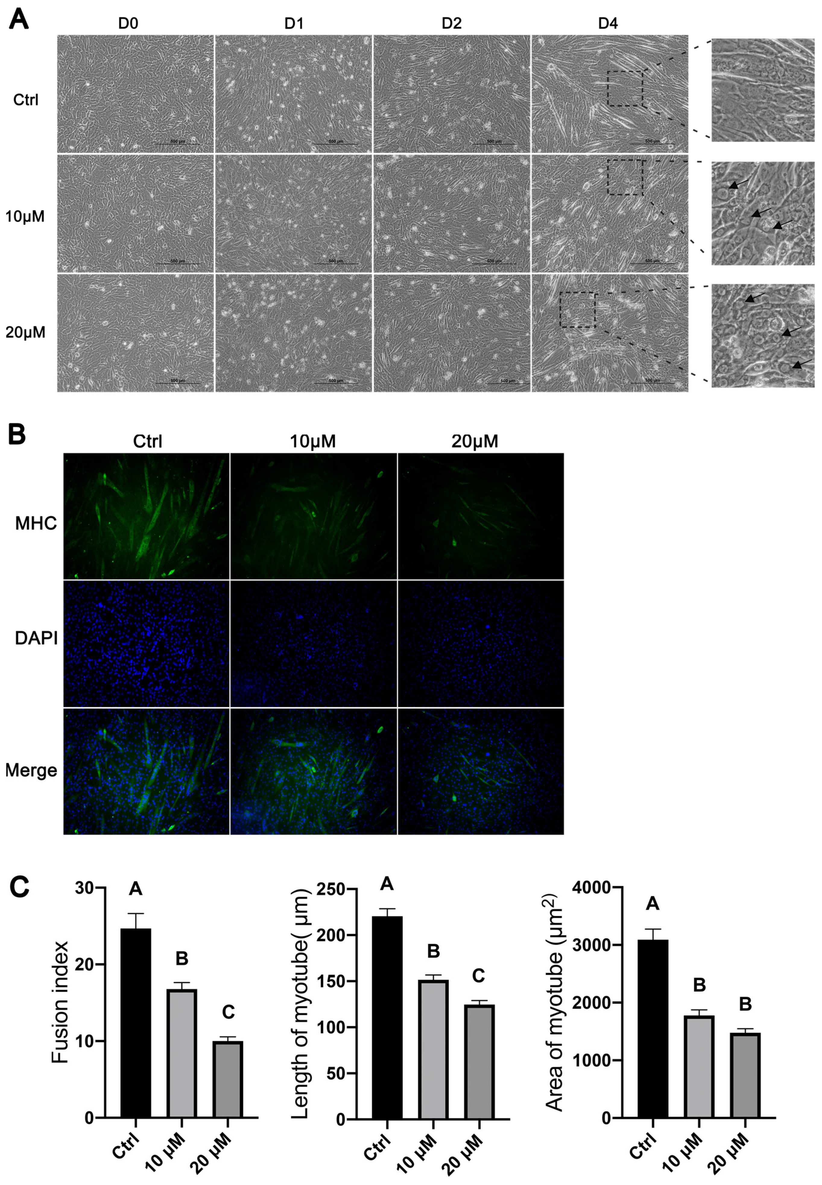 Cells 11 03549 g005 Cells 11 03549 g005
