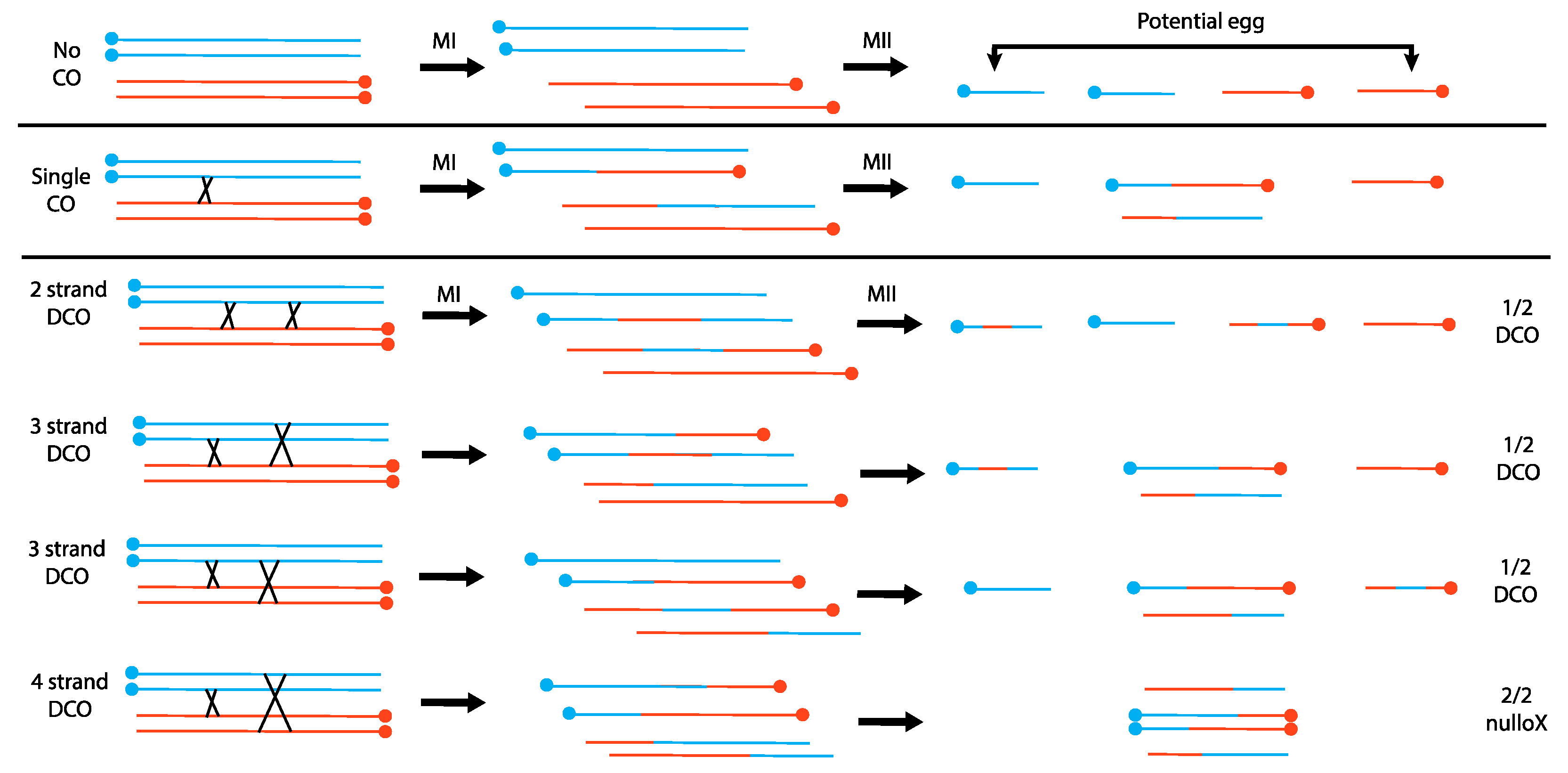 Cells 11 03550 g001 Cells 11 03550 g001
