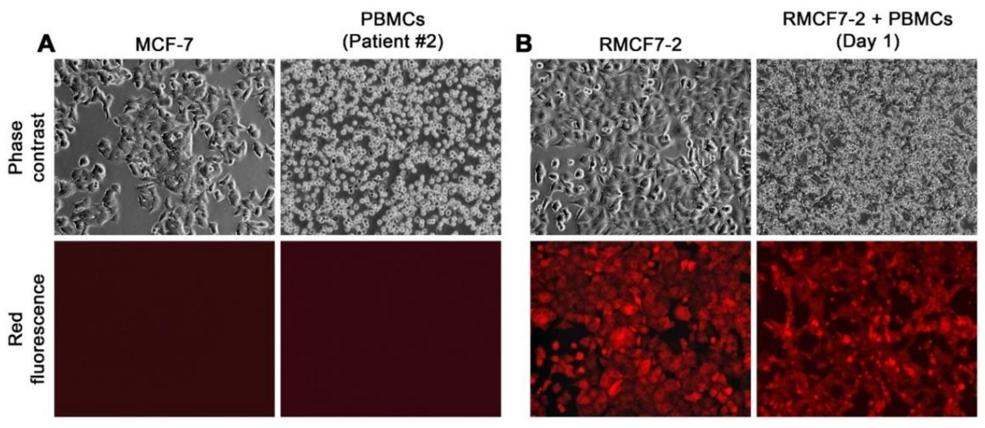 Cells 11 03553 g001 Cells 11 03553 g001