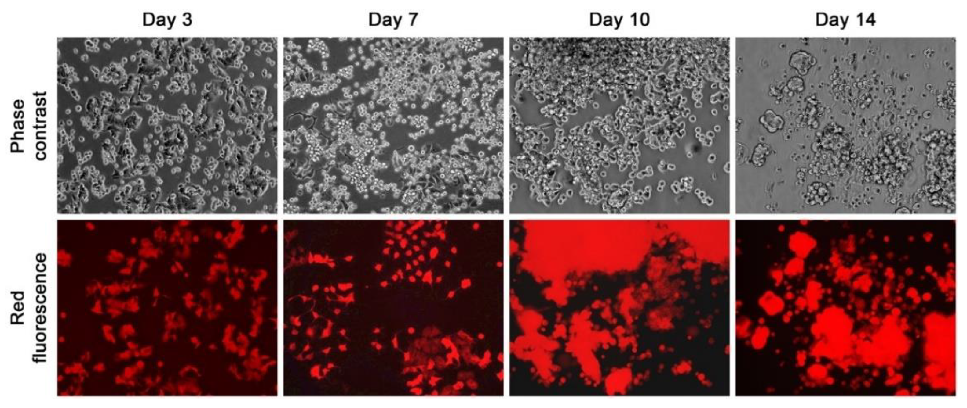 Cells 11 03553 g002 Cells 11 03553 g002