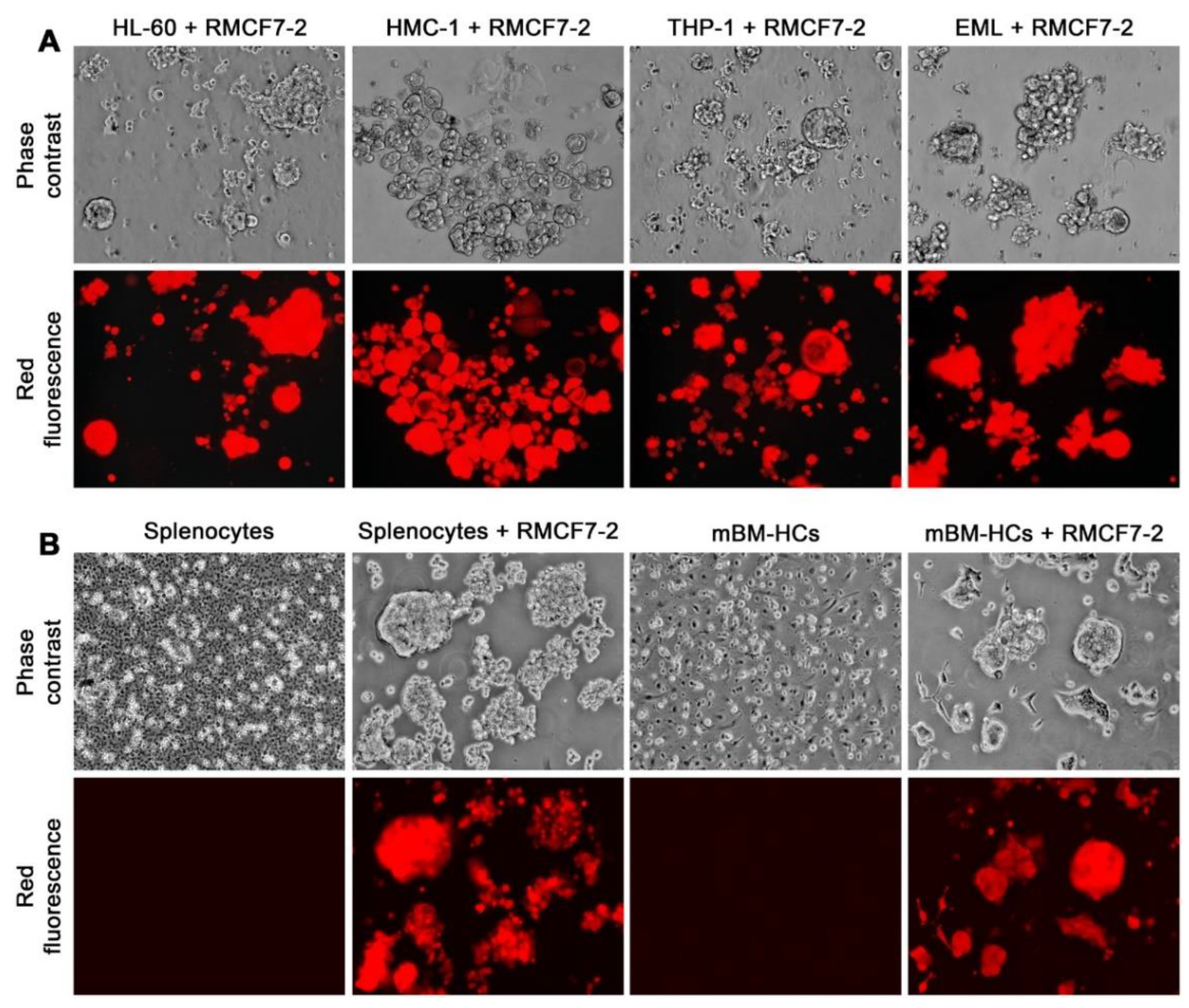 Cells 11 03553 g003 Cells 11 03553 g003