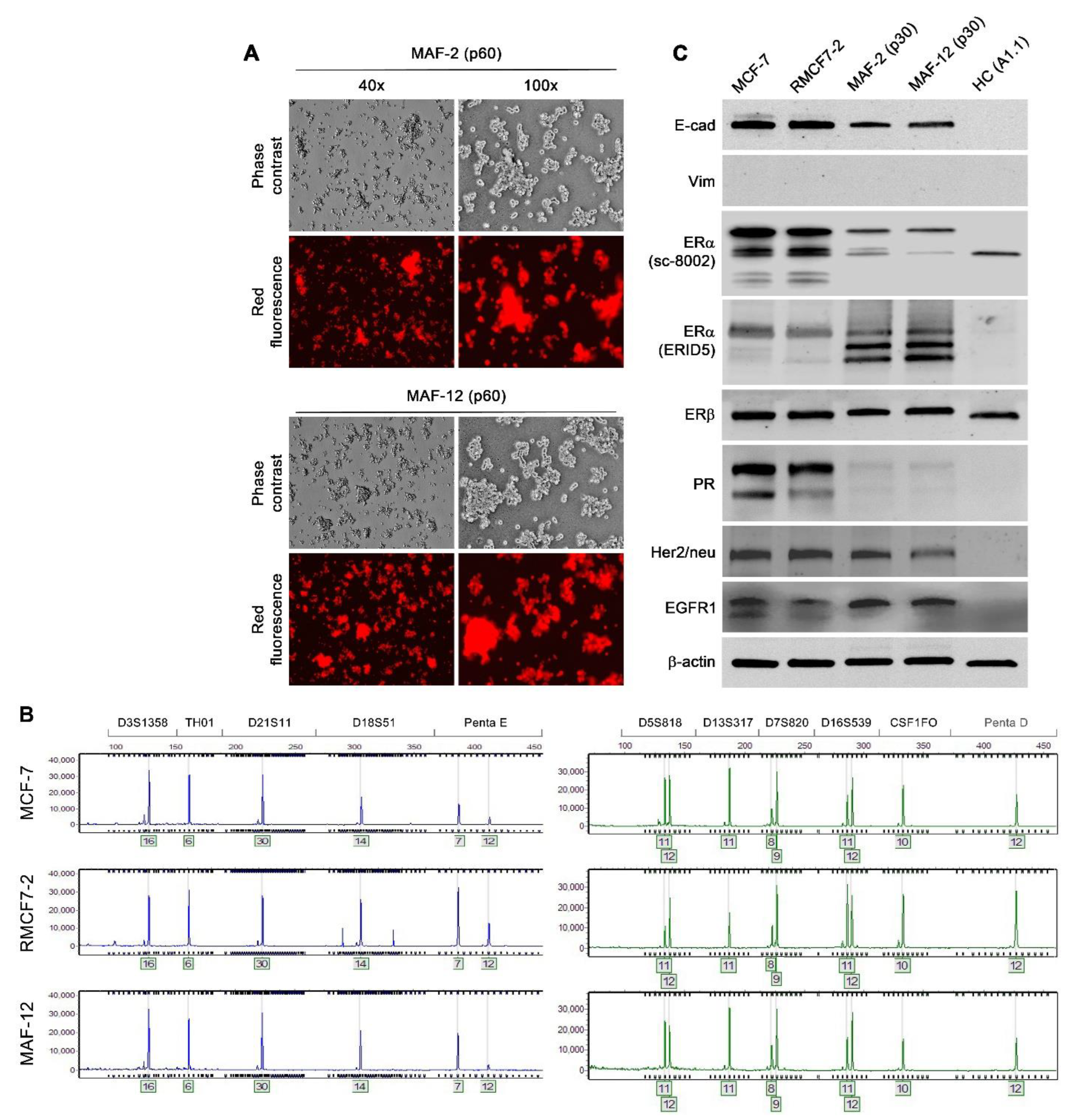 Cells 11 03553 g004 Cells 11 03553 g004
