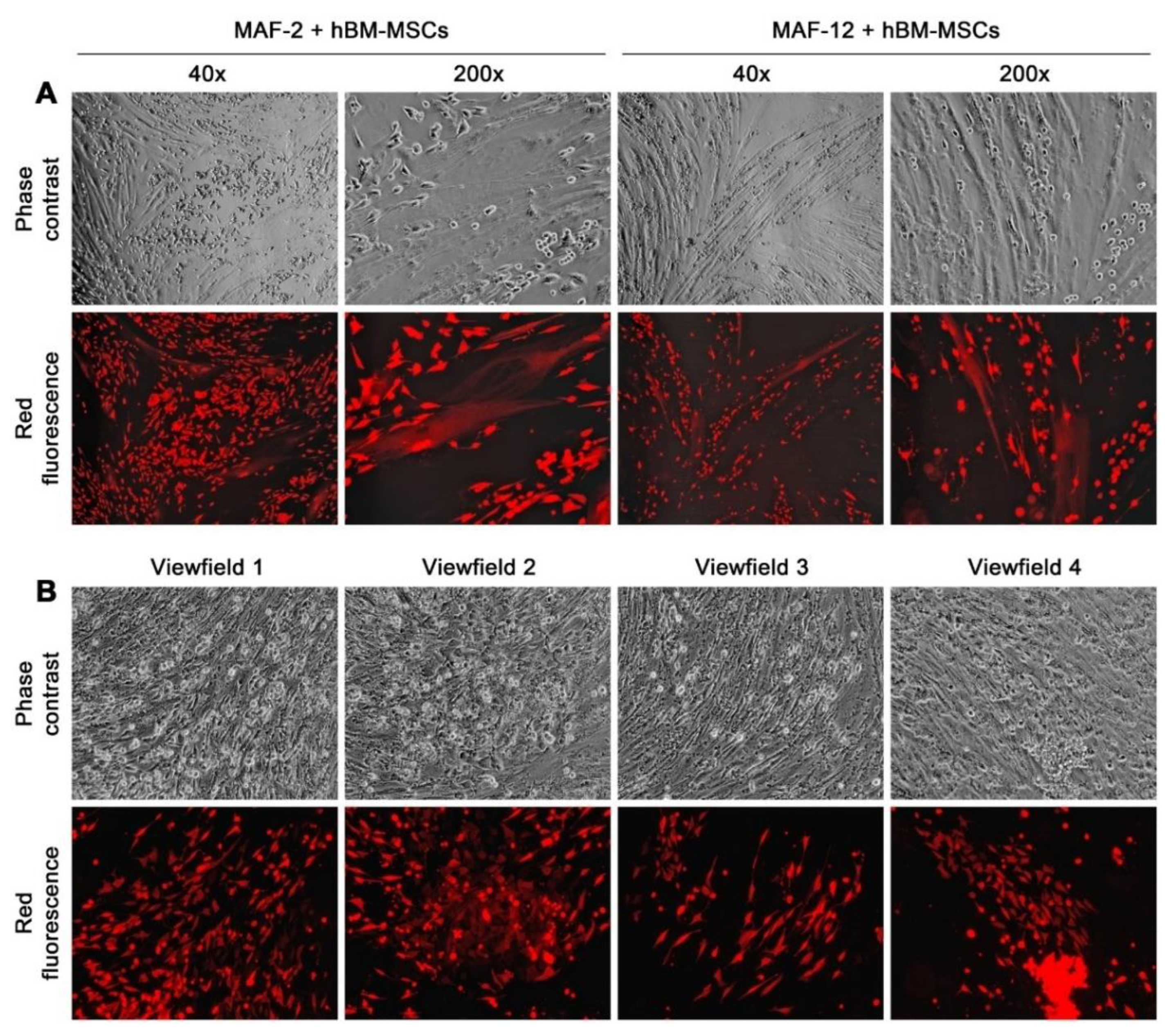 Cells 11 03553 g005 Cells 11 03553 g005