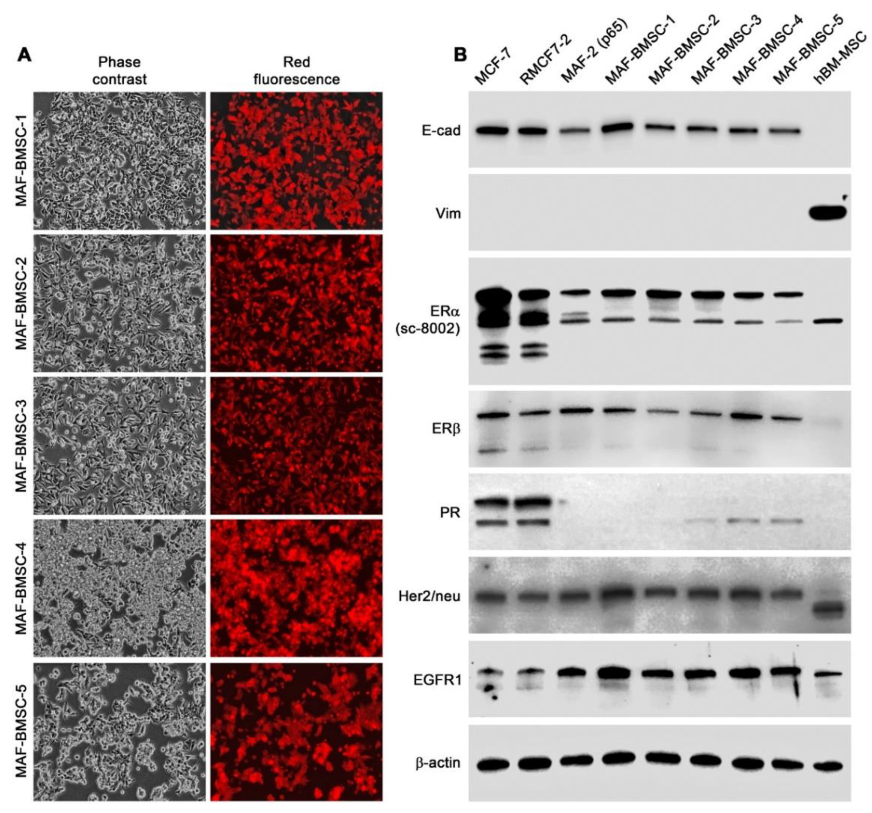 Cells 11 03553 g006 Cells 11 03553 g006