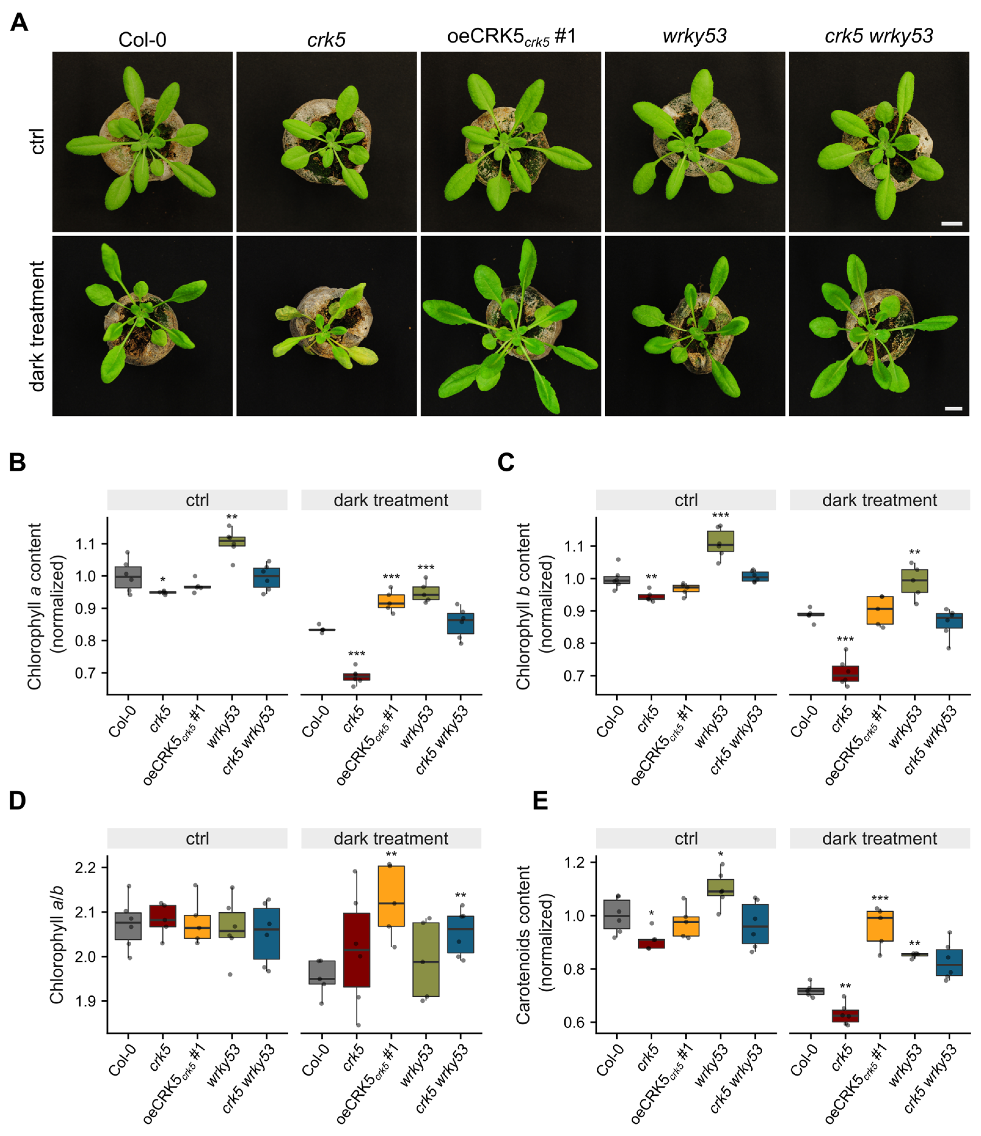 Cells 11 03558 g003 Cells 11 03558 g003