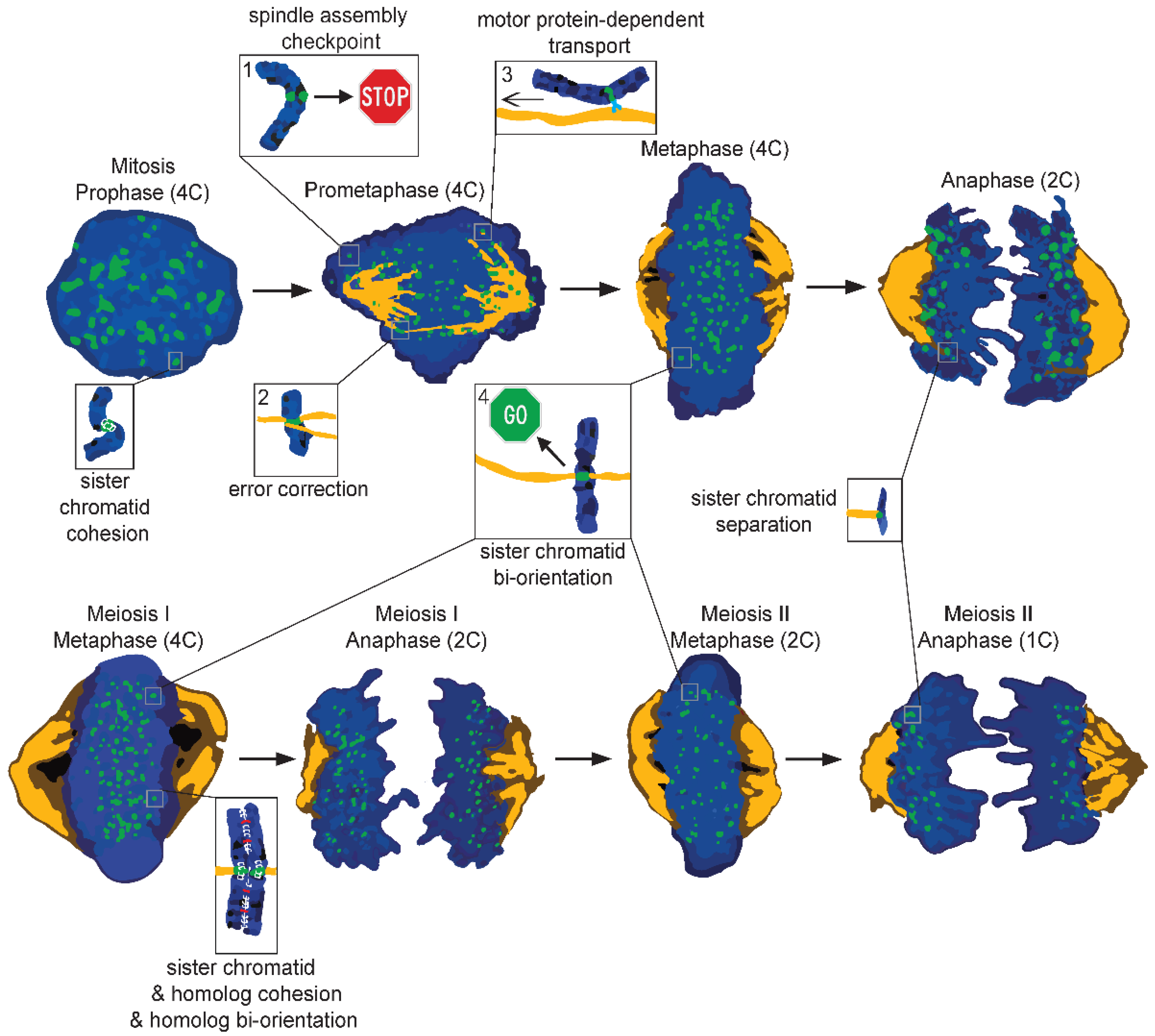 Chromosome Inequality Causes and Consequences Biology Diagrams