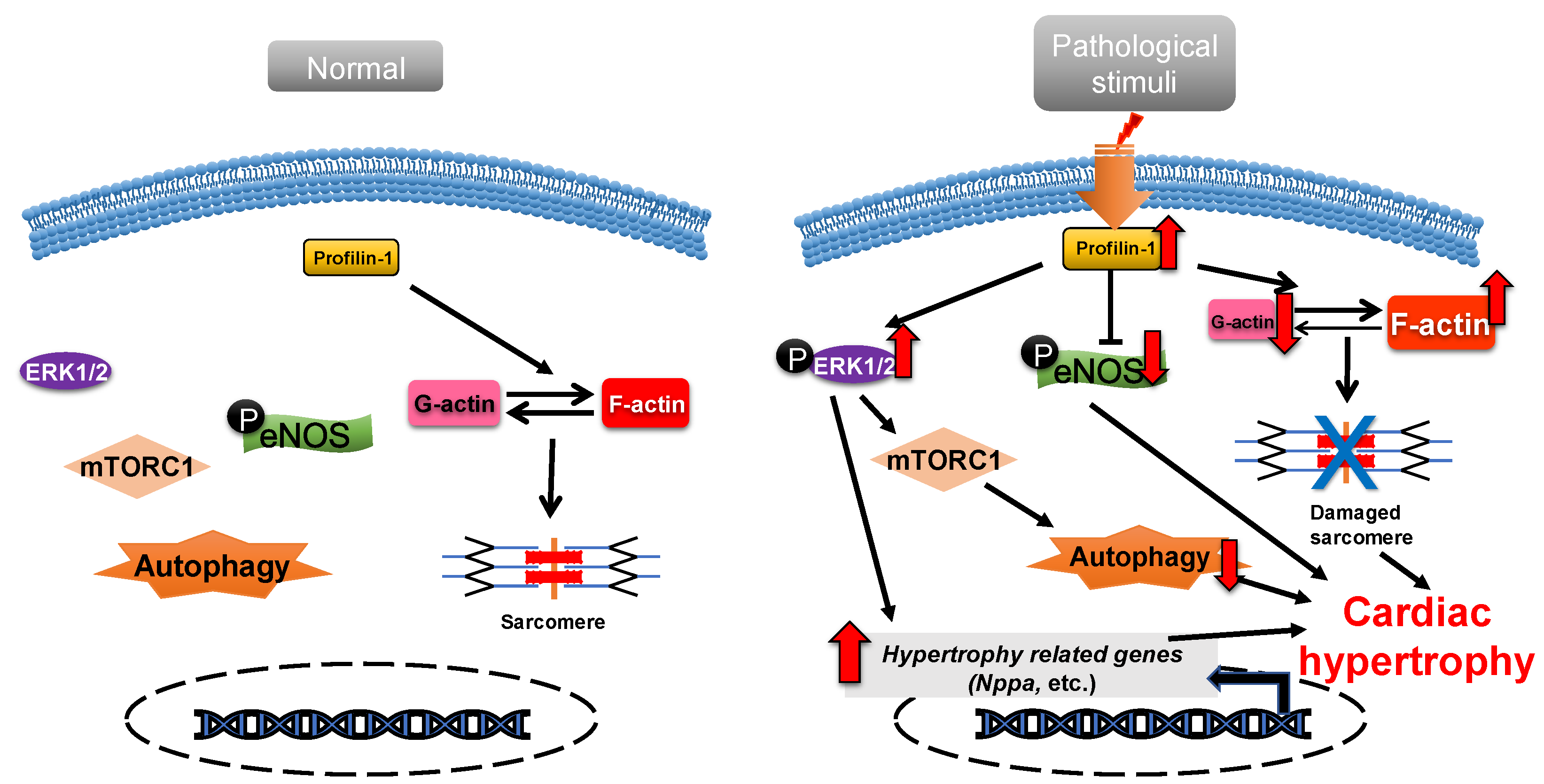 Cells 11 03566 g002 Cells 11 03566 g002