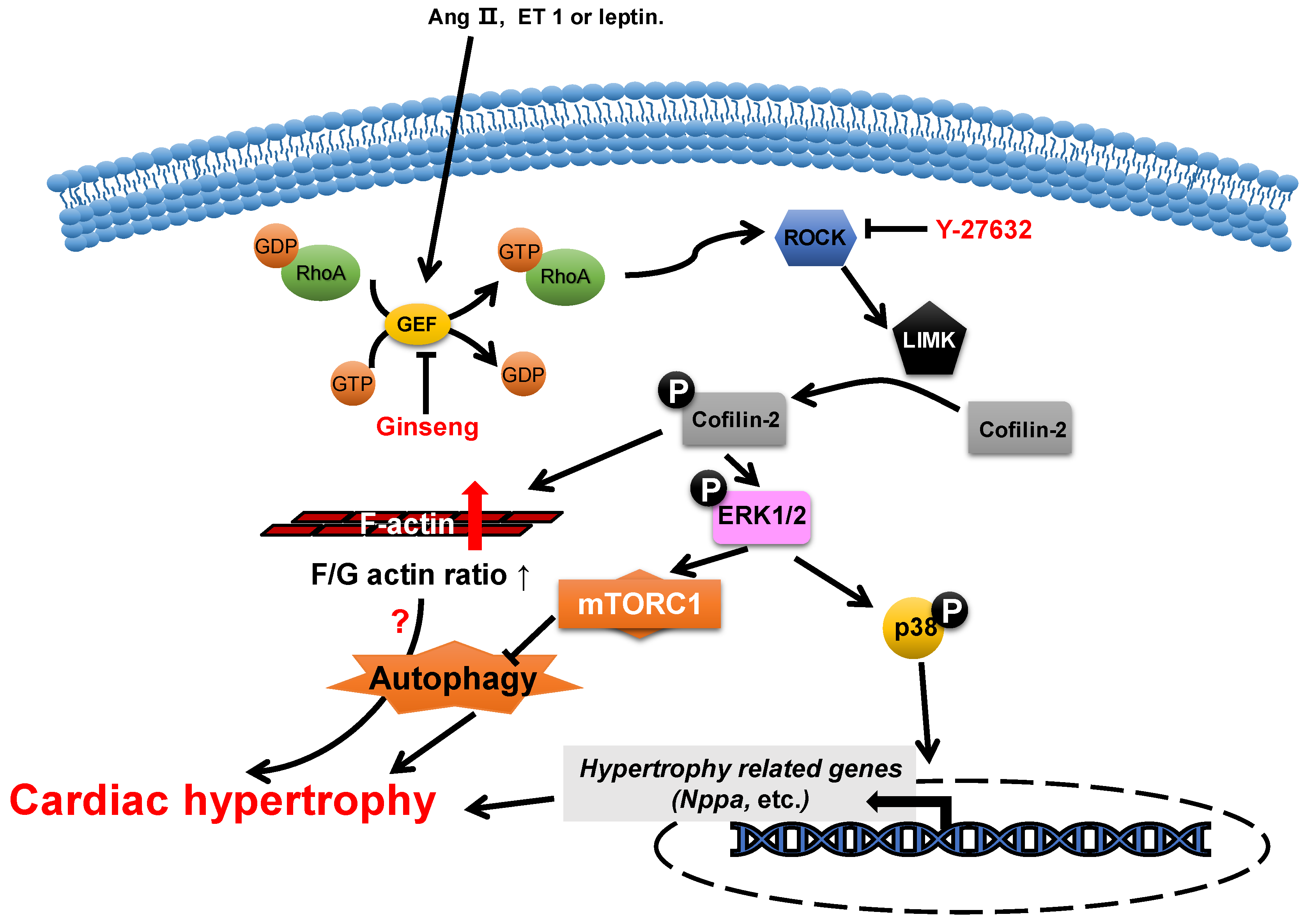 Cells Free FullText ActinBinding Proteins in Cardiac Hypertrophy