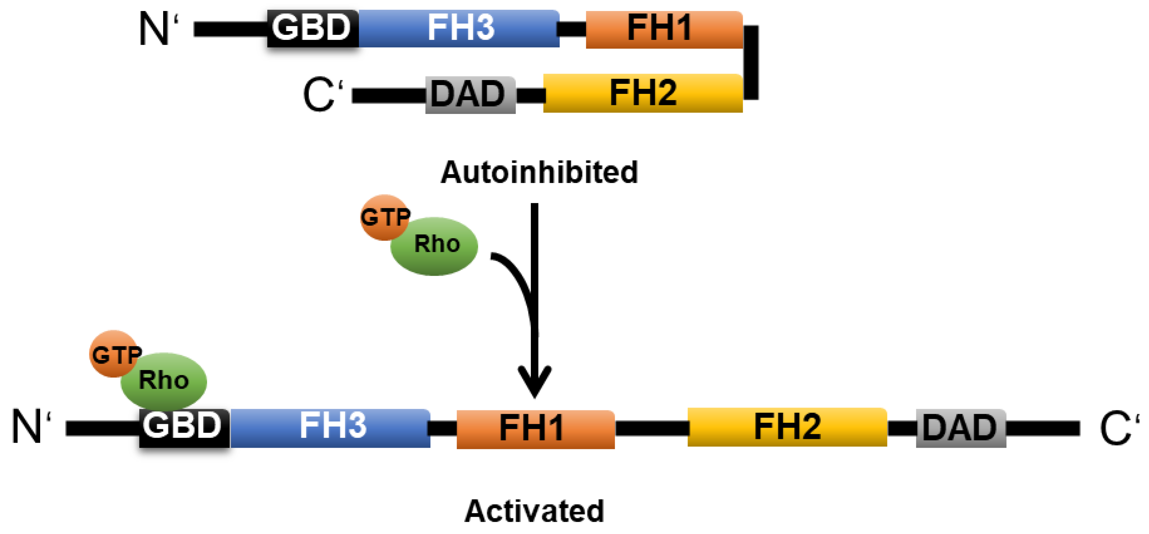 Cells 11 03566 g004 Cells 11 03566 g004