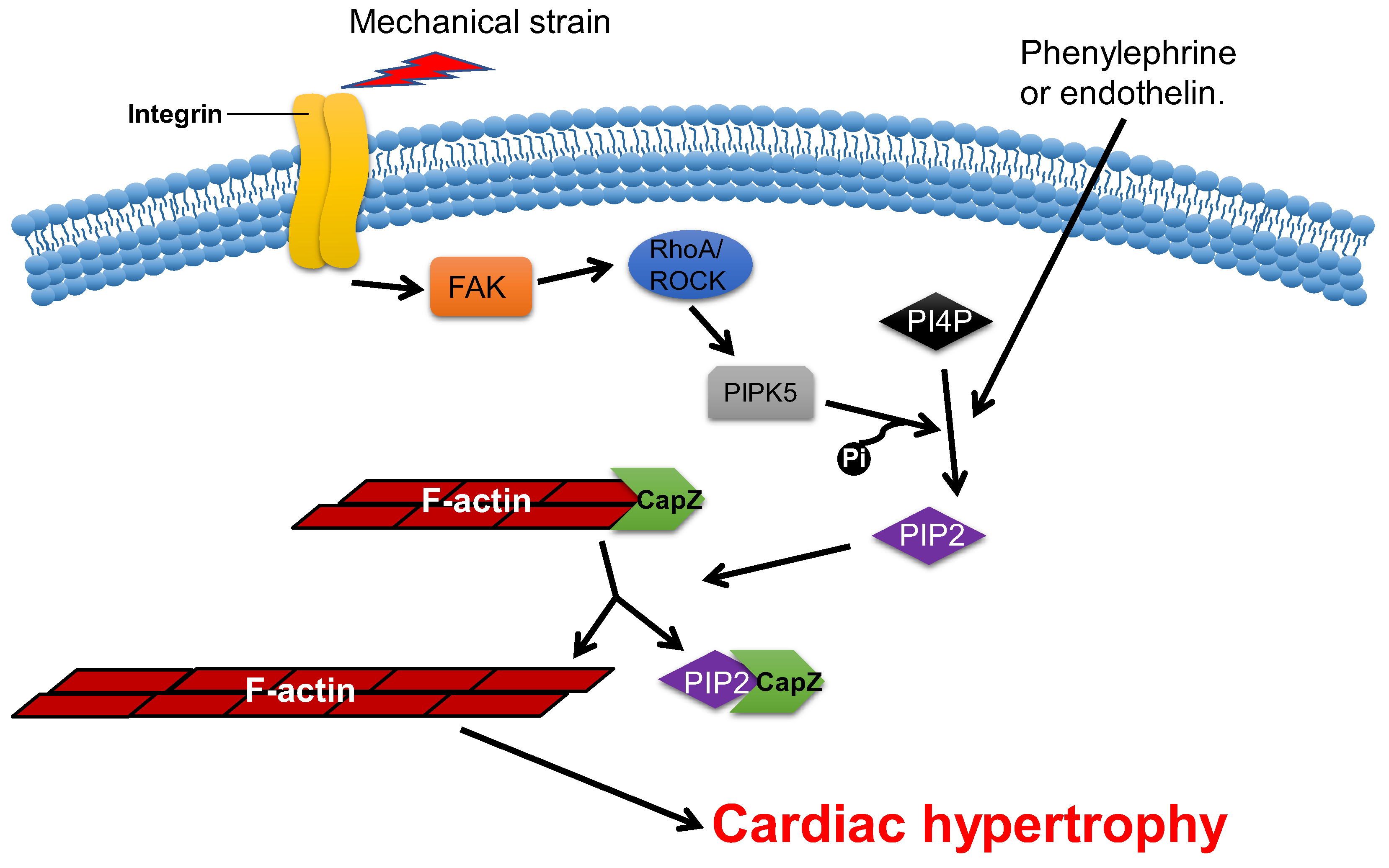 Cells Free FullText ActinBinding Proteins in Cardiac Hypertrophy