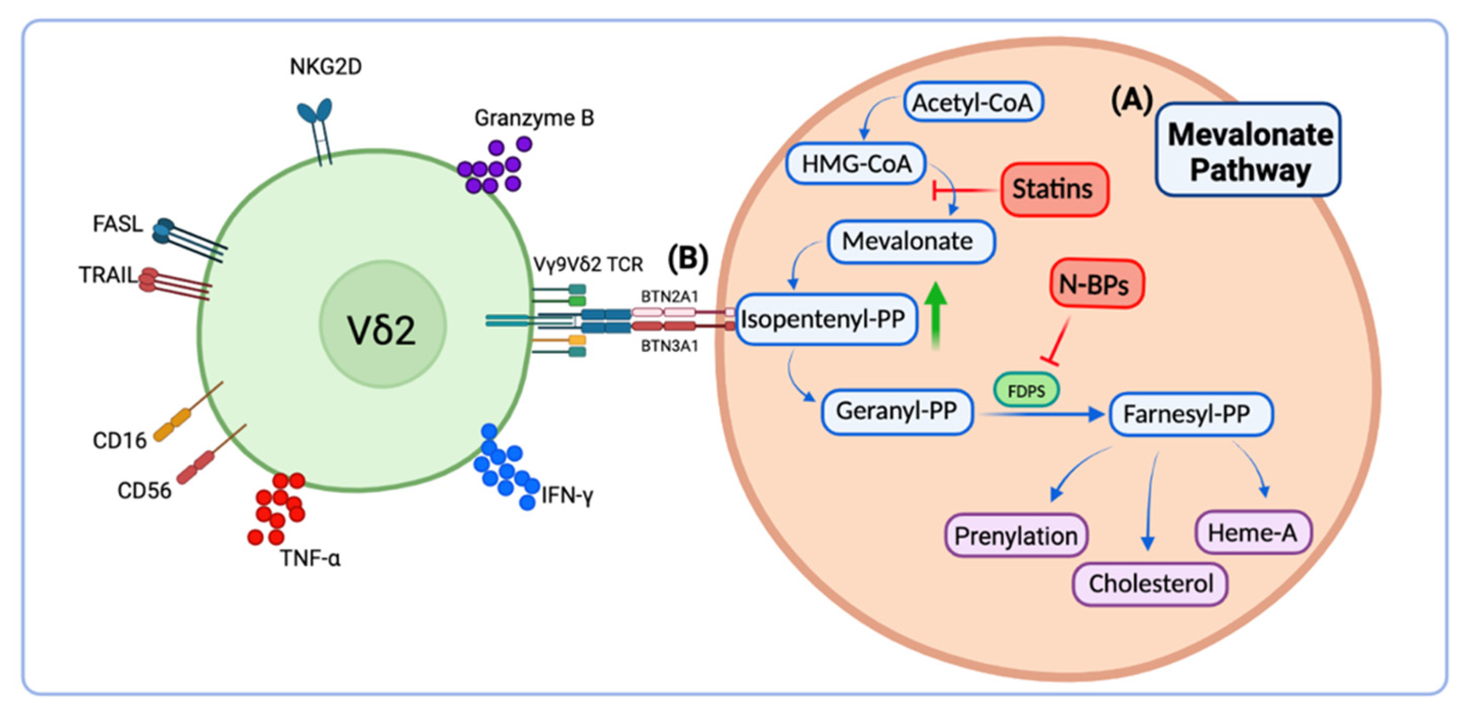 Cells 11 03572 g001 Cells 11 03572 g001