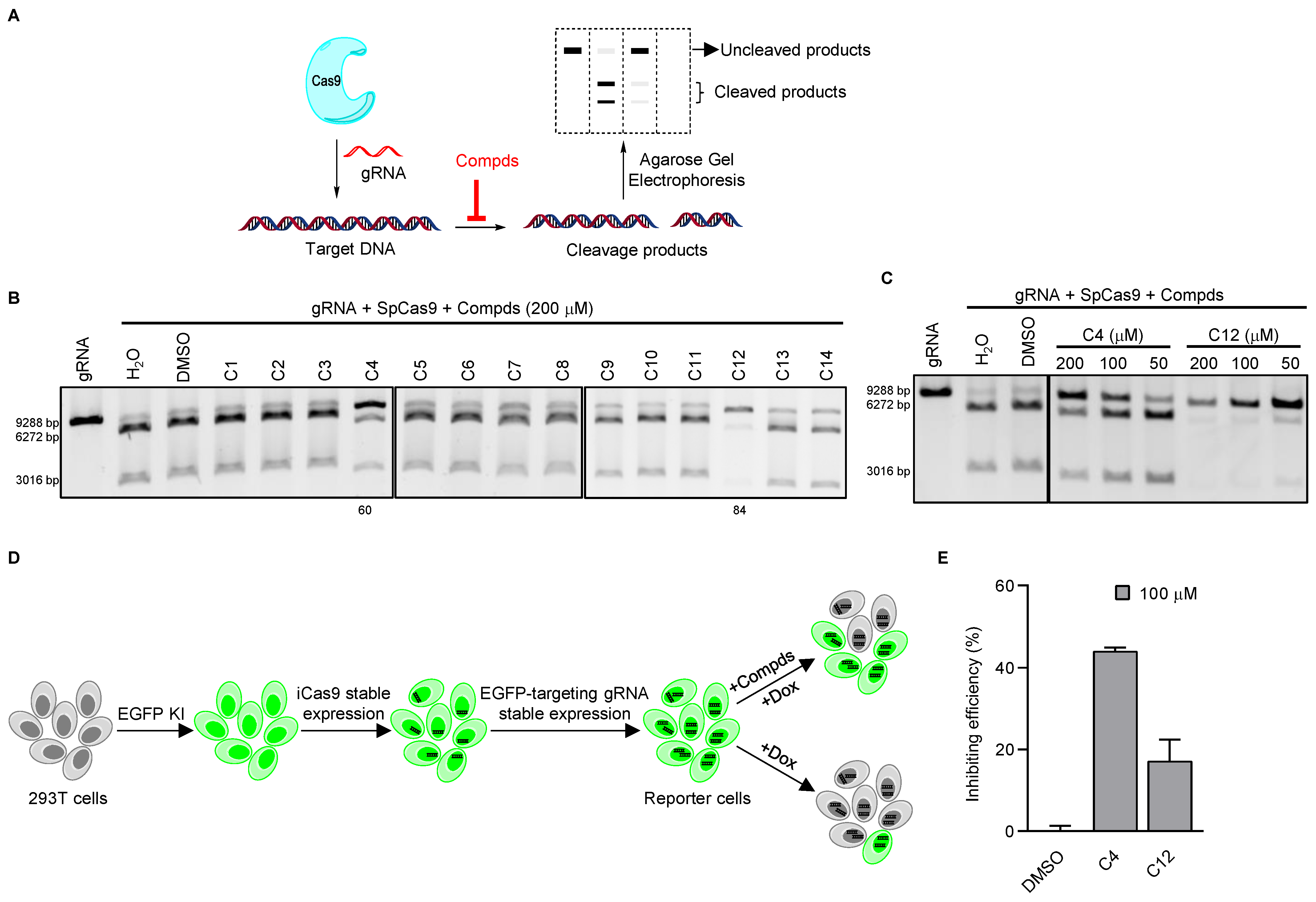 Cells 11 03574 g001 Cells 11 03574 g001
