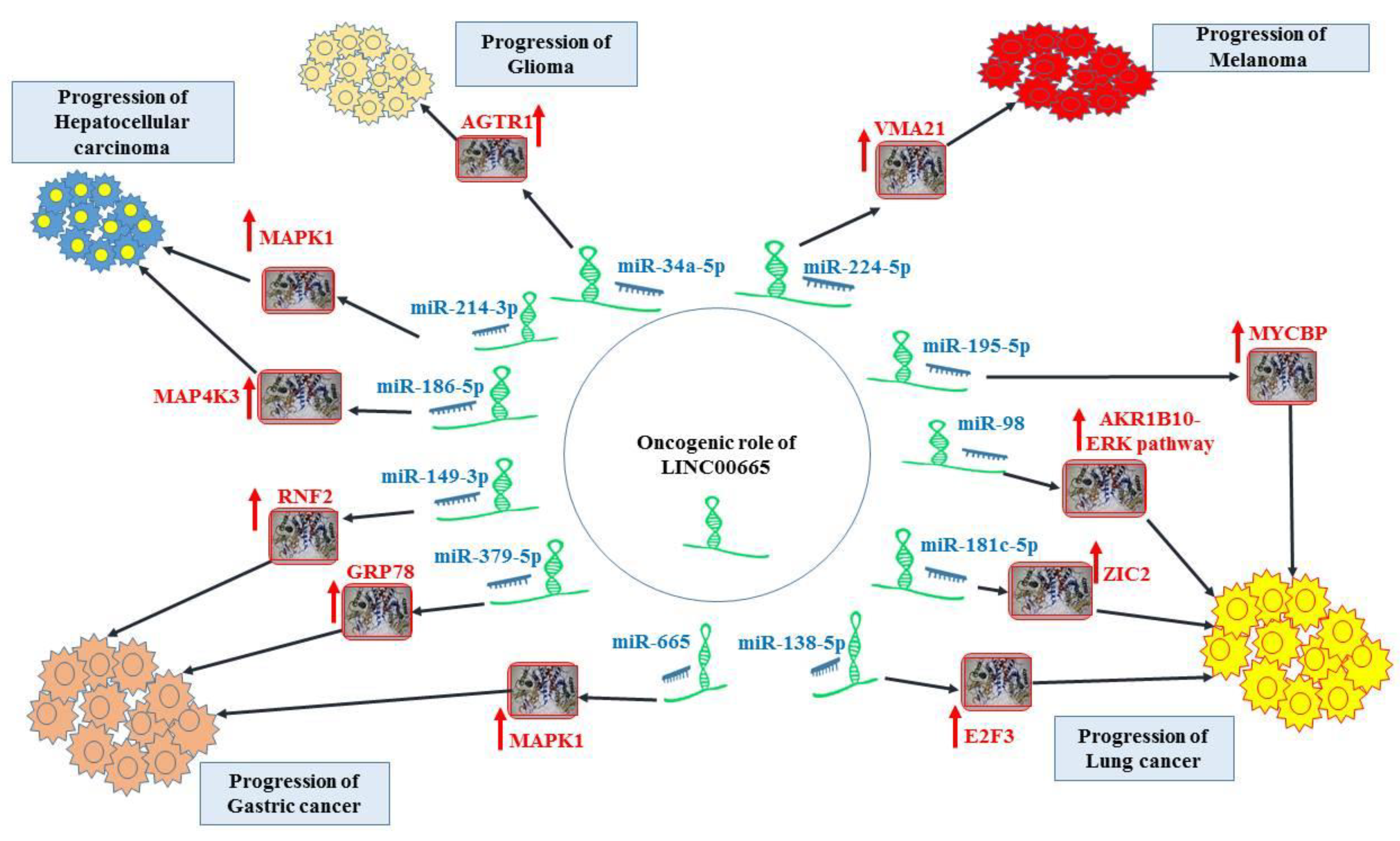 Cells 11 03575 g002 Cells 11 03575 g002