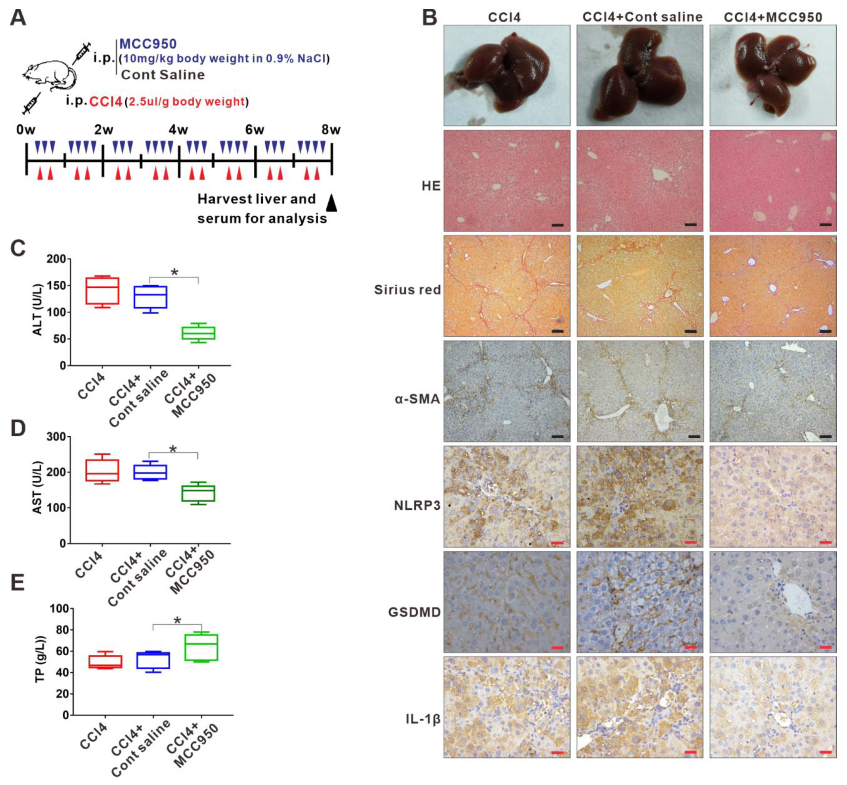 Cells 11 03579 g002 Cells 11 03579 g002