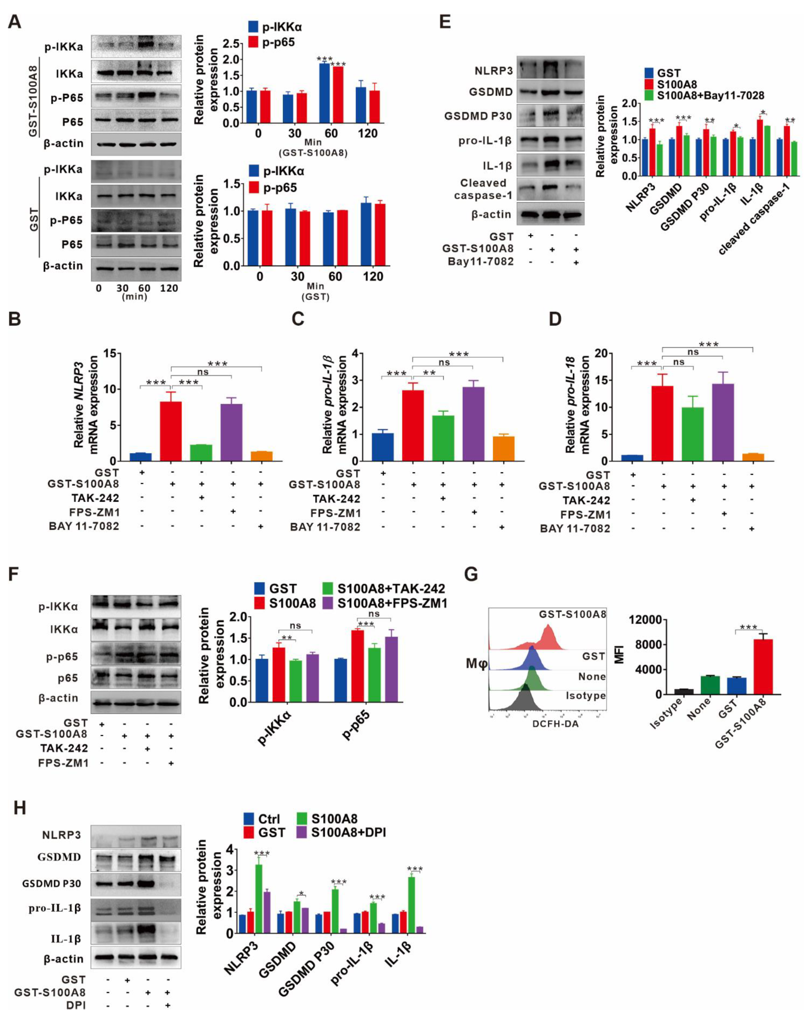 Cells 11 03579 g005 Cells 11 03579 g005