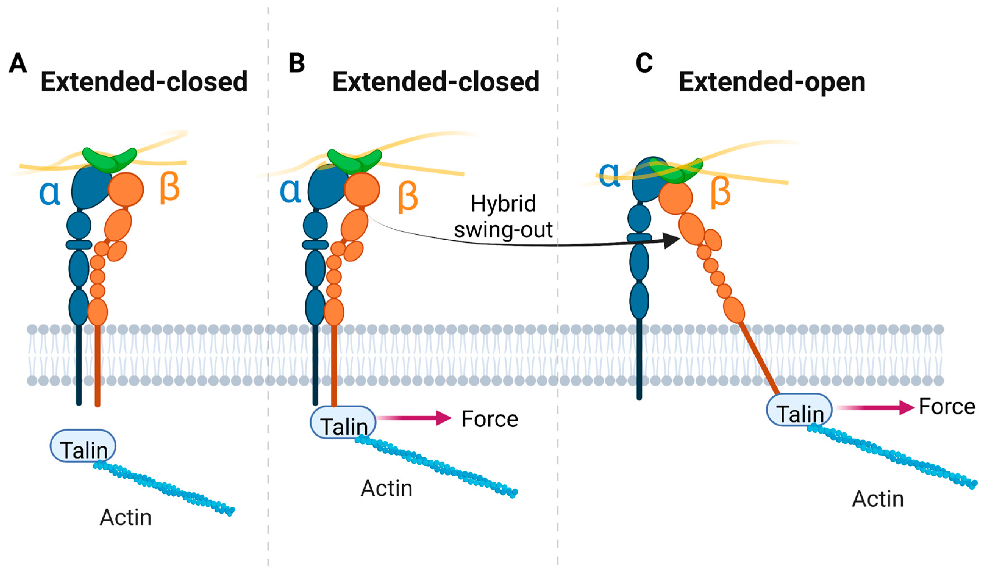 Cells 11 03584 g005 Cells 11 03584 g005