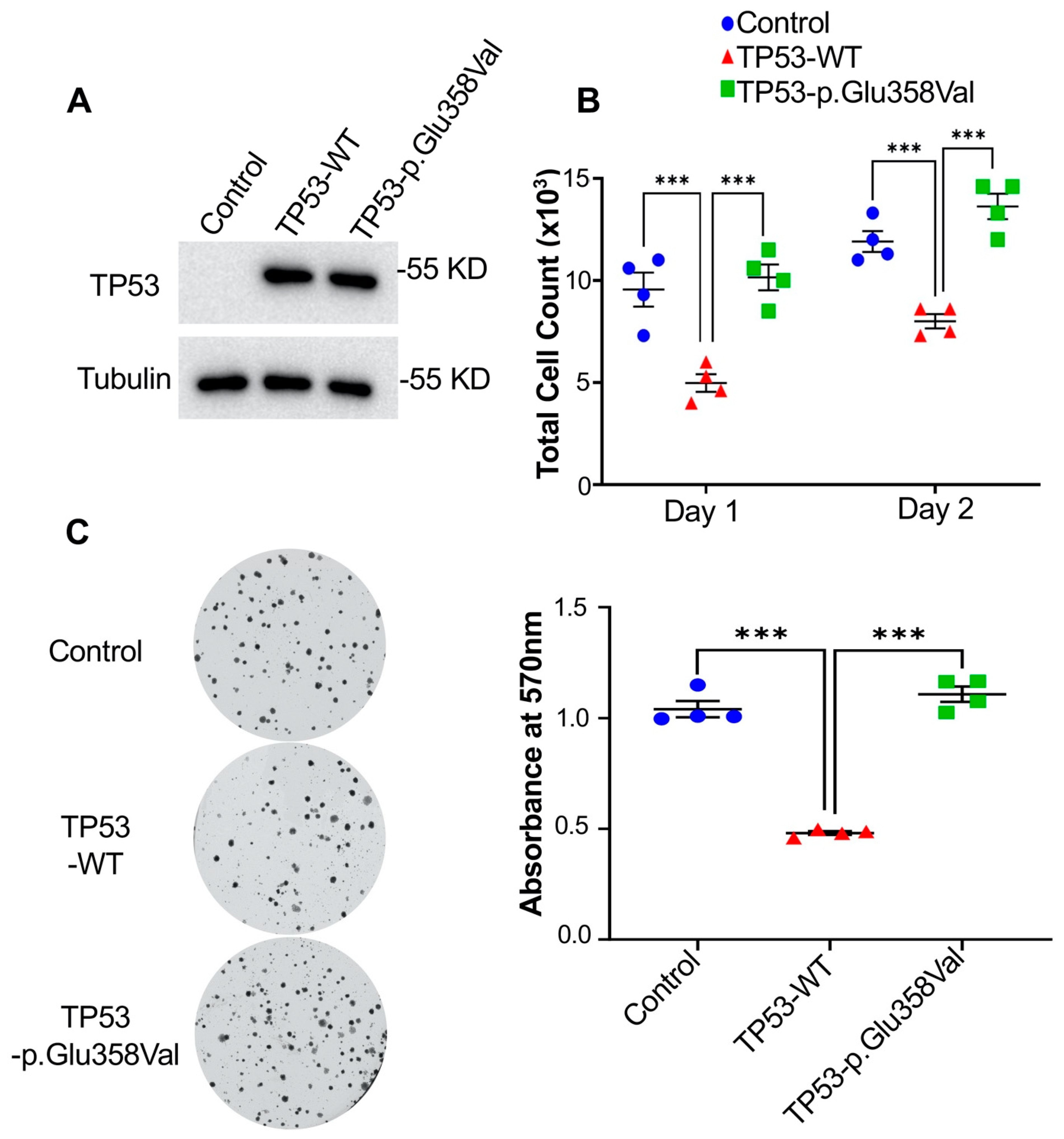 Cells 11 03587 g003 Cells 11 03587 g003