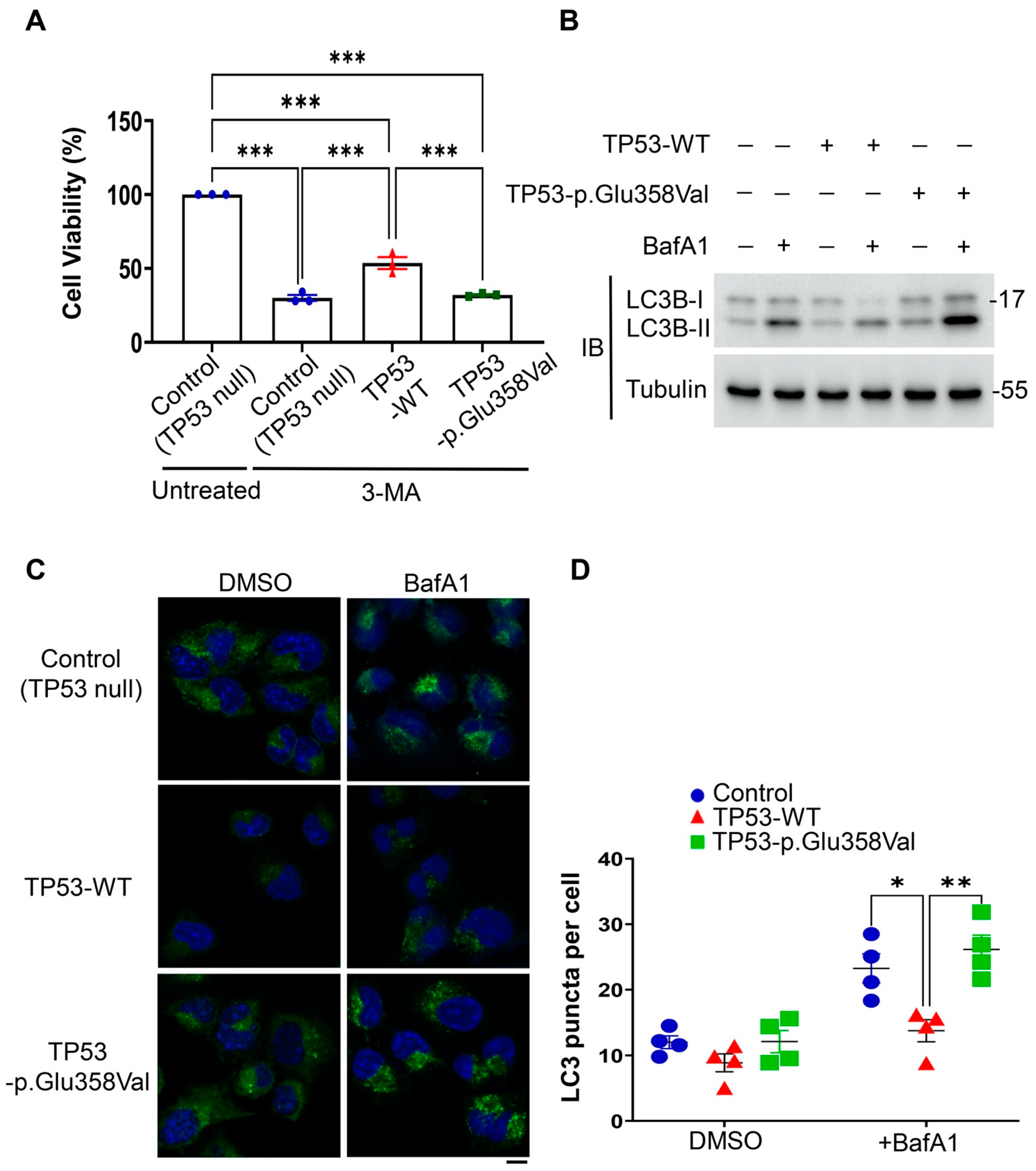 Cells 11 03587 g005 Cells 11 03587 g005