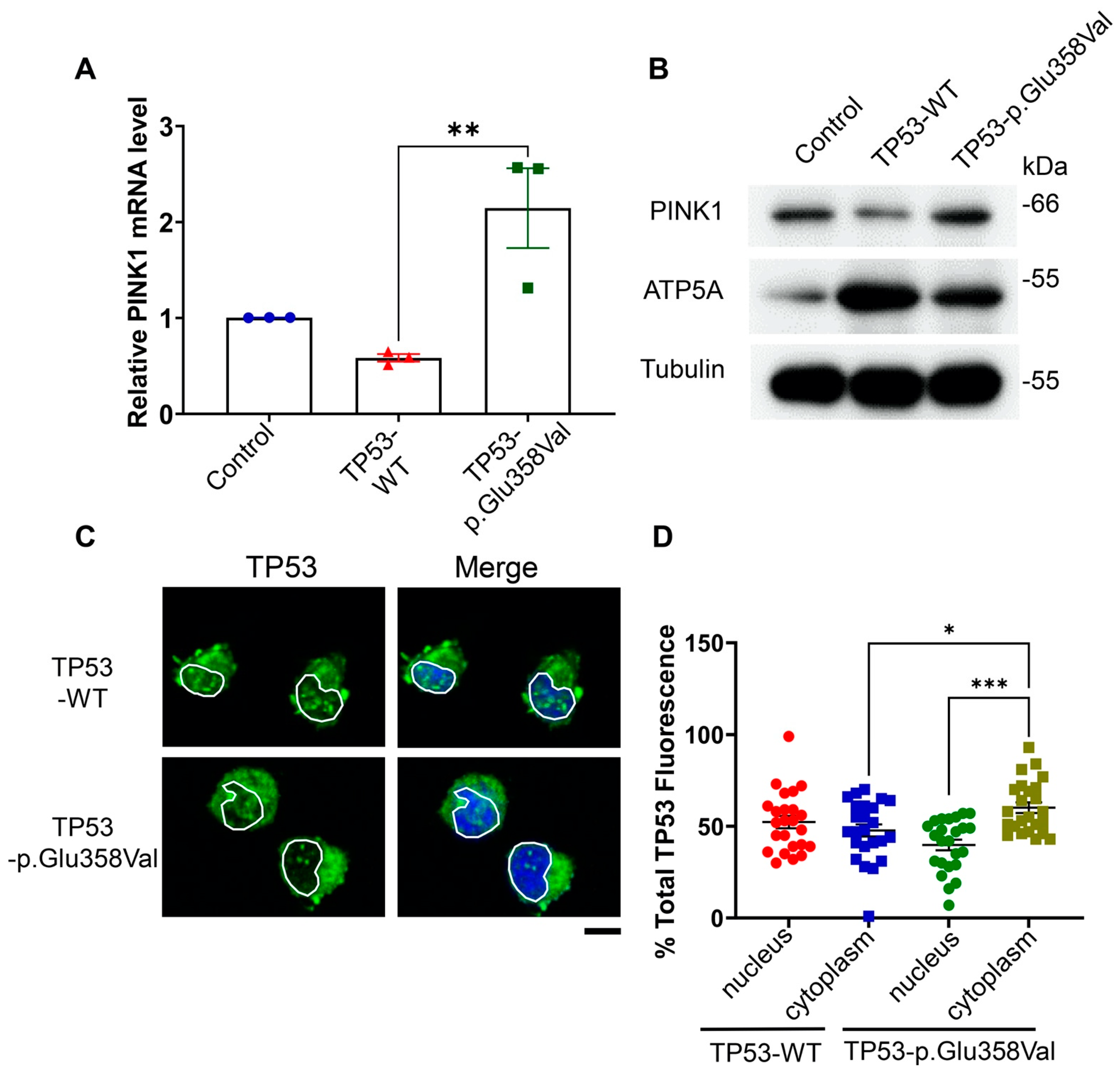 Cells 11 03587 g006 Cells 11 03587 g006