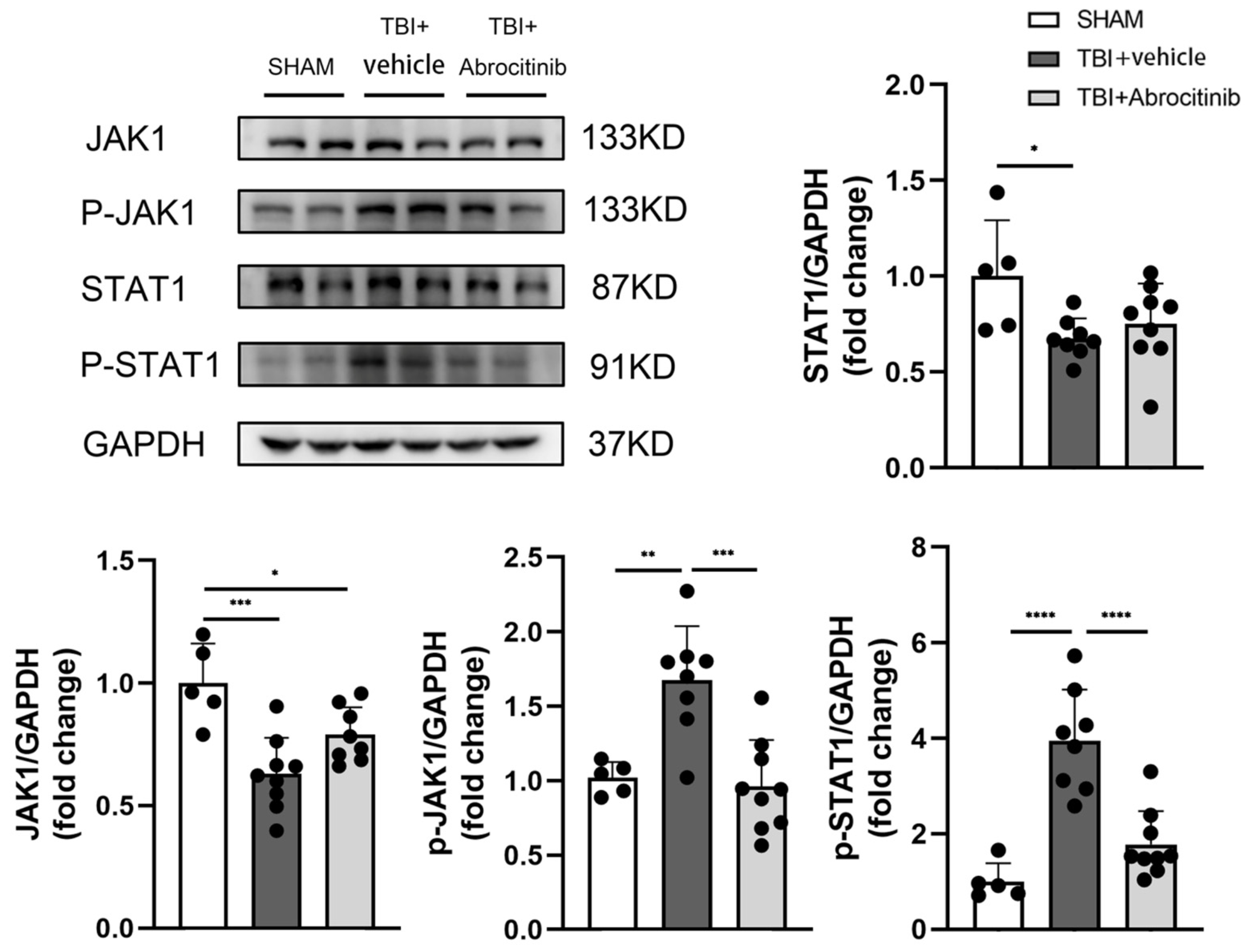 Cells 11 03588 g004 Cells 11 03588 g004