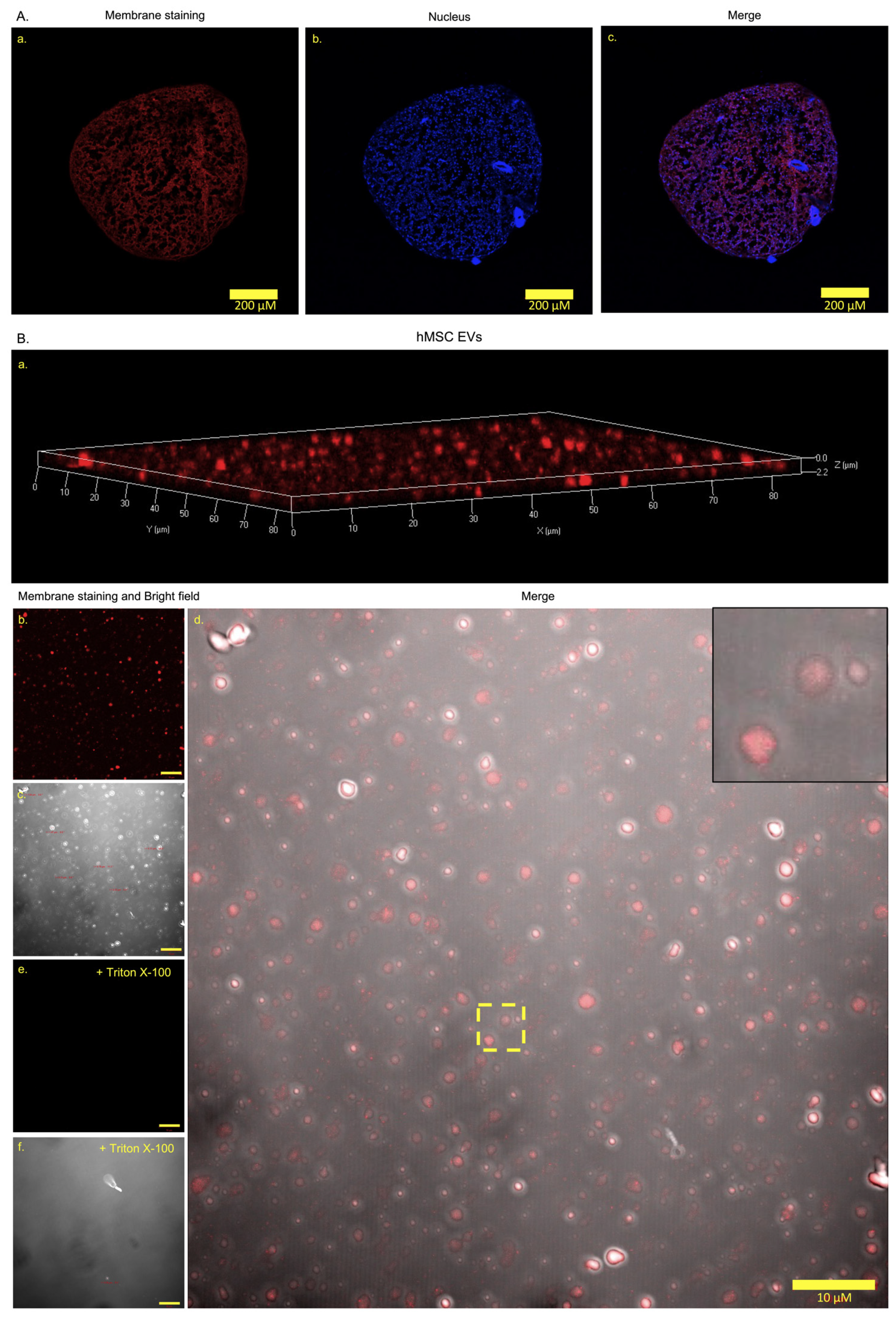 Cells 11 03589 g003a Cells 11 03589 g003a