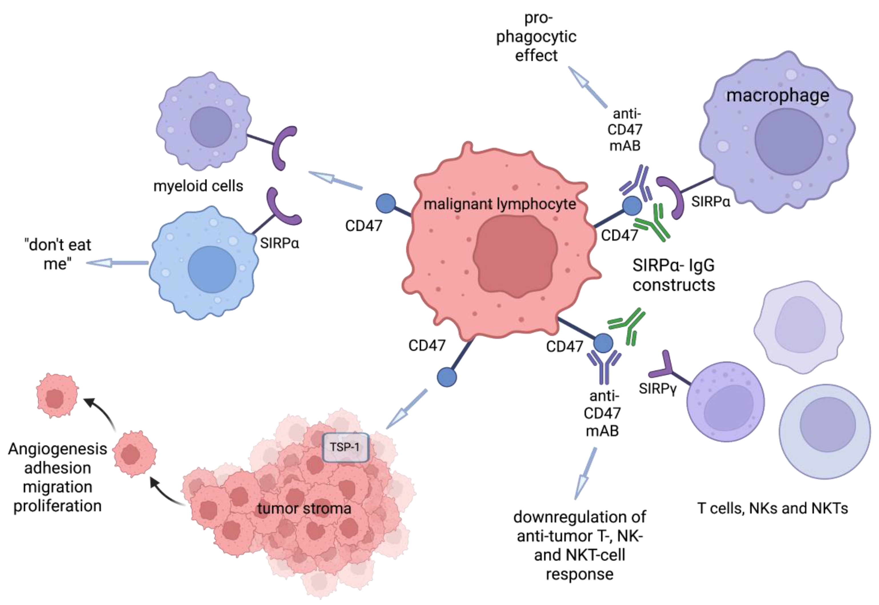 Cells 11 03591 g001 Cells 11 03591 g001