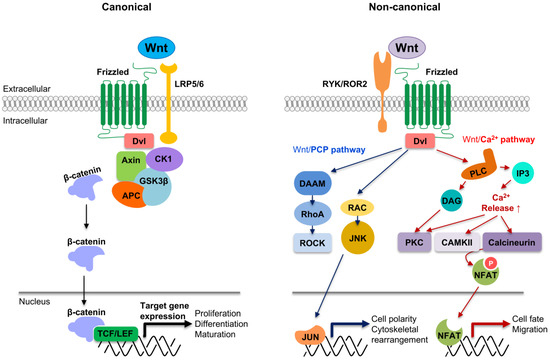 Macrophages and Wnts in Tissue Injury and Repair