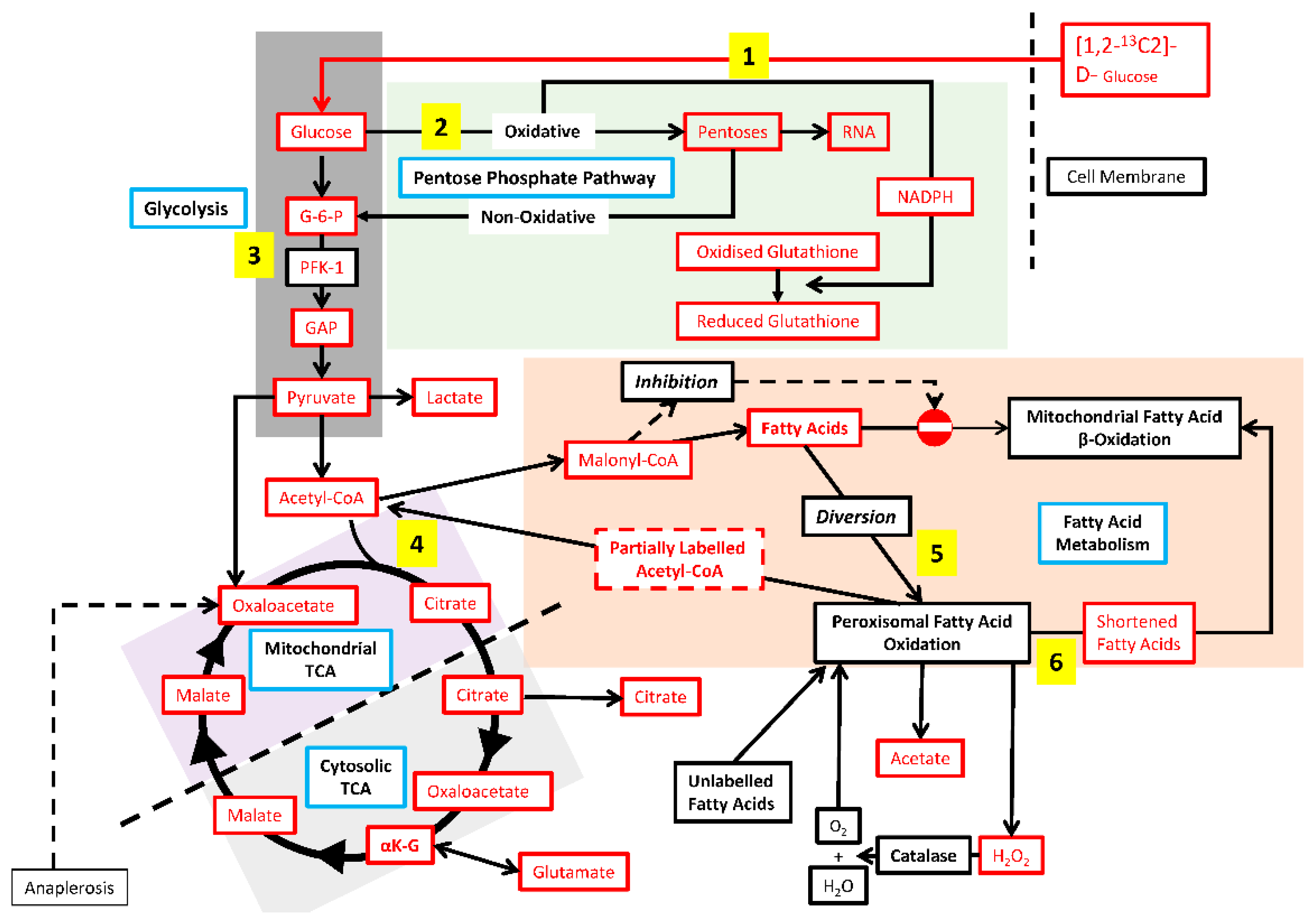 Cells 11 03595 g001 Cells 11 03595 g001