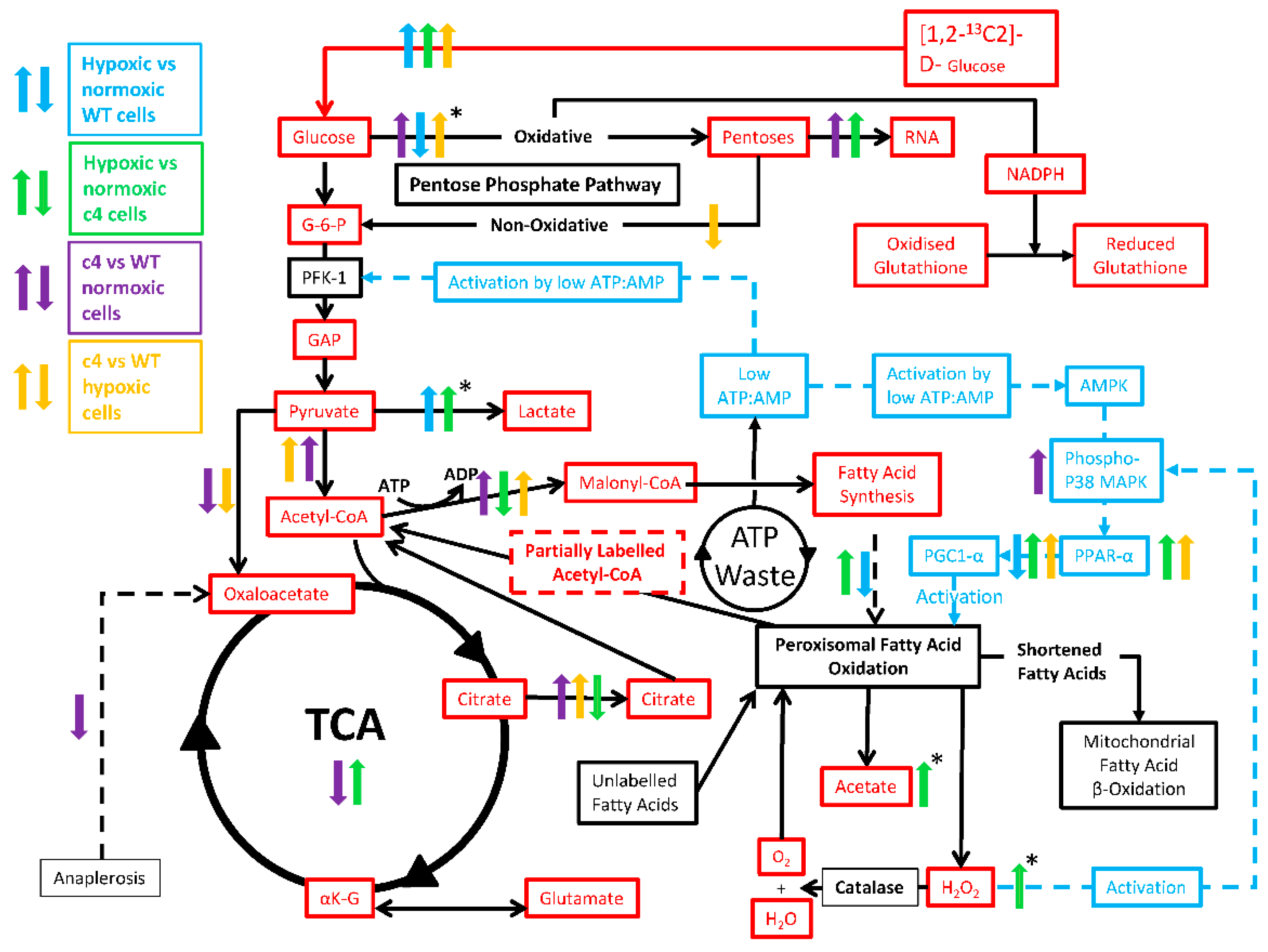 Cells 11 03595 g006 Cells 11 03595 g006