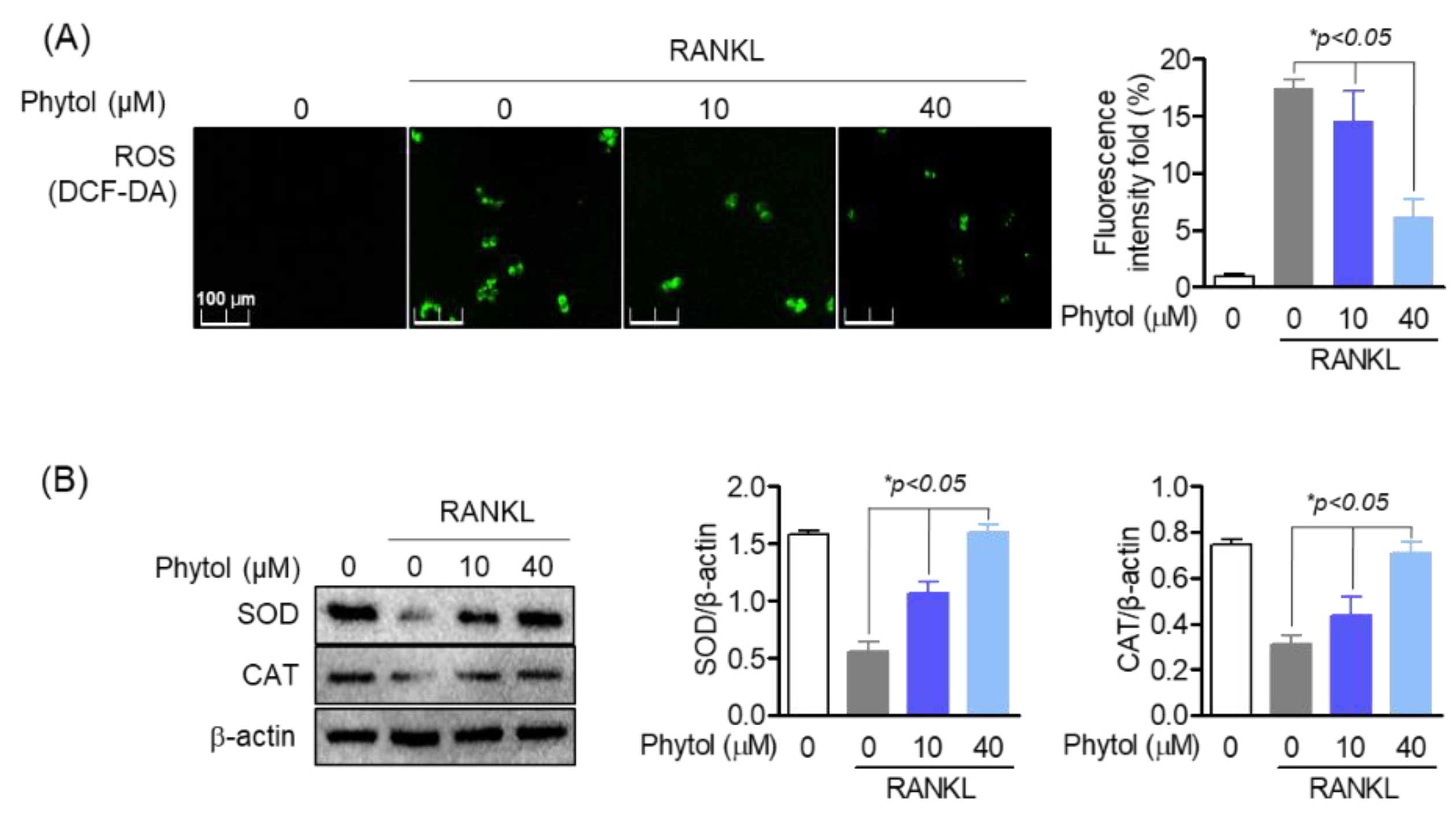 Cells 11 03596 g006 Cells 11 03596 g006