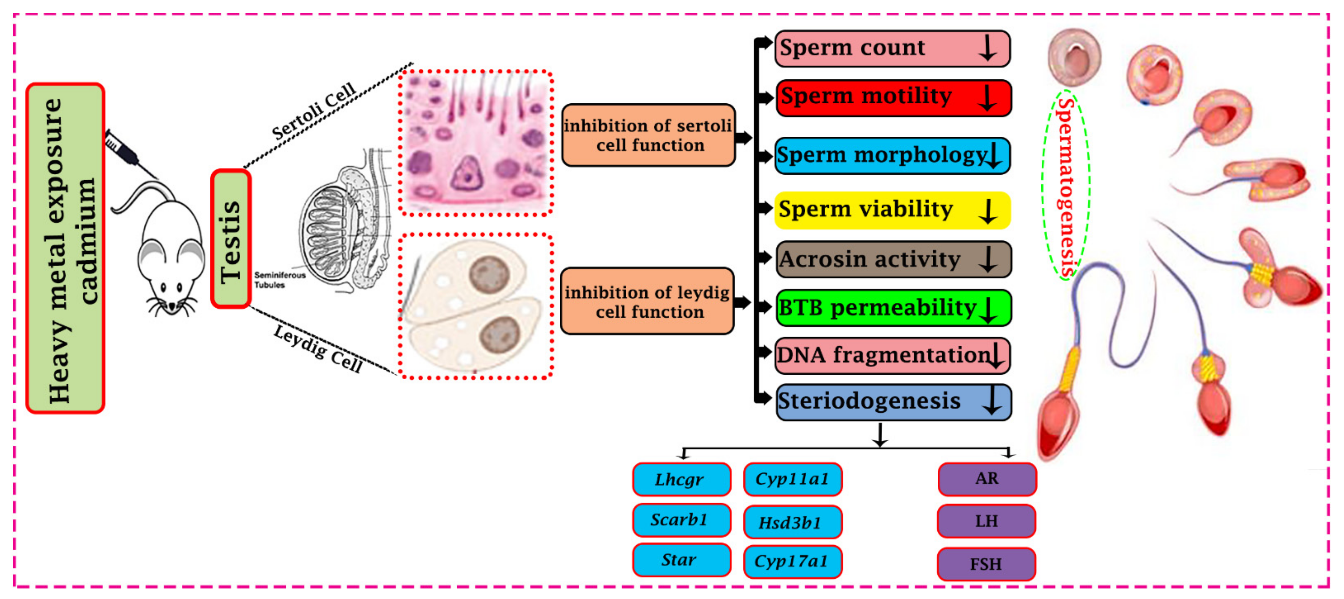Cells 11 03601 g001 Cells 11 03601 g001