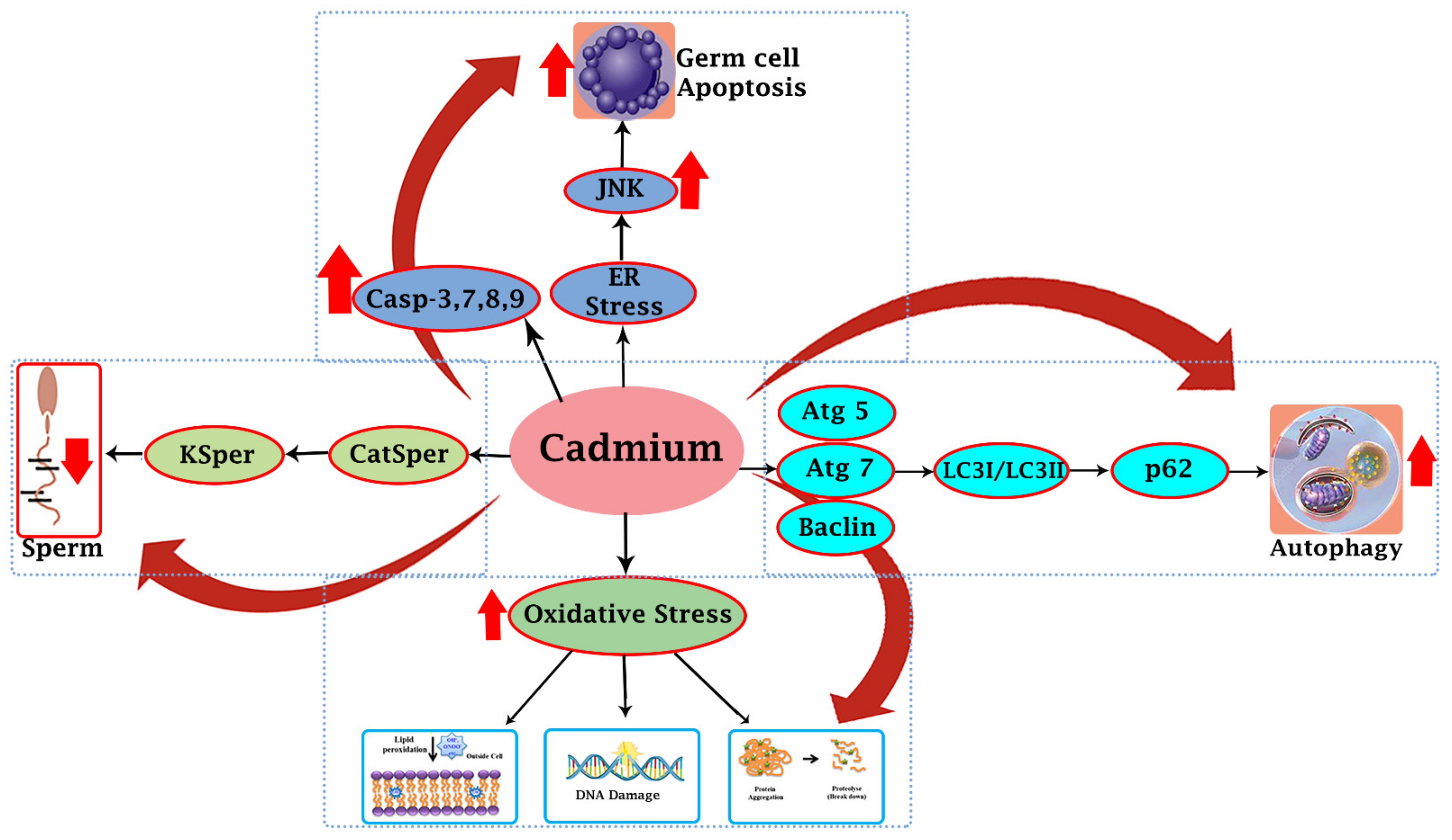 Cells 11 03601 g002 Cells 11 03601 g002