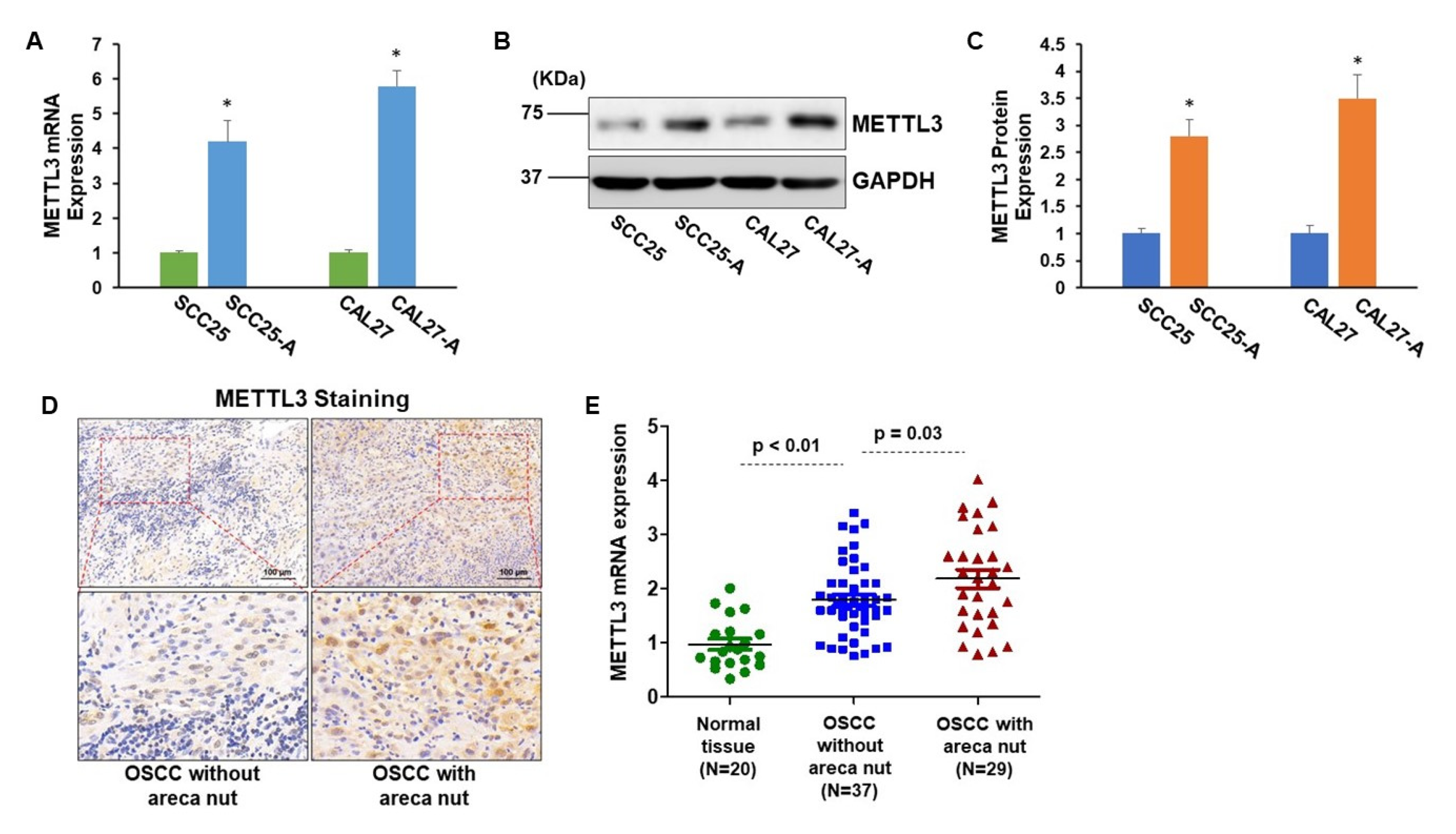 Cells 11 03605 g001 Cells 11 03605 g001