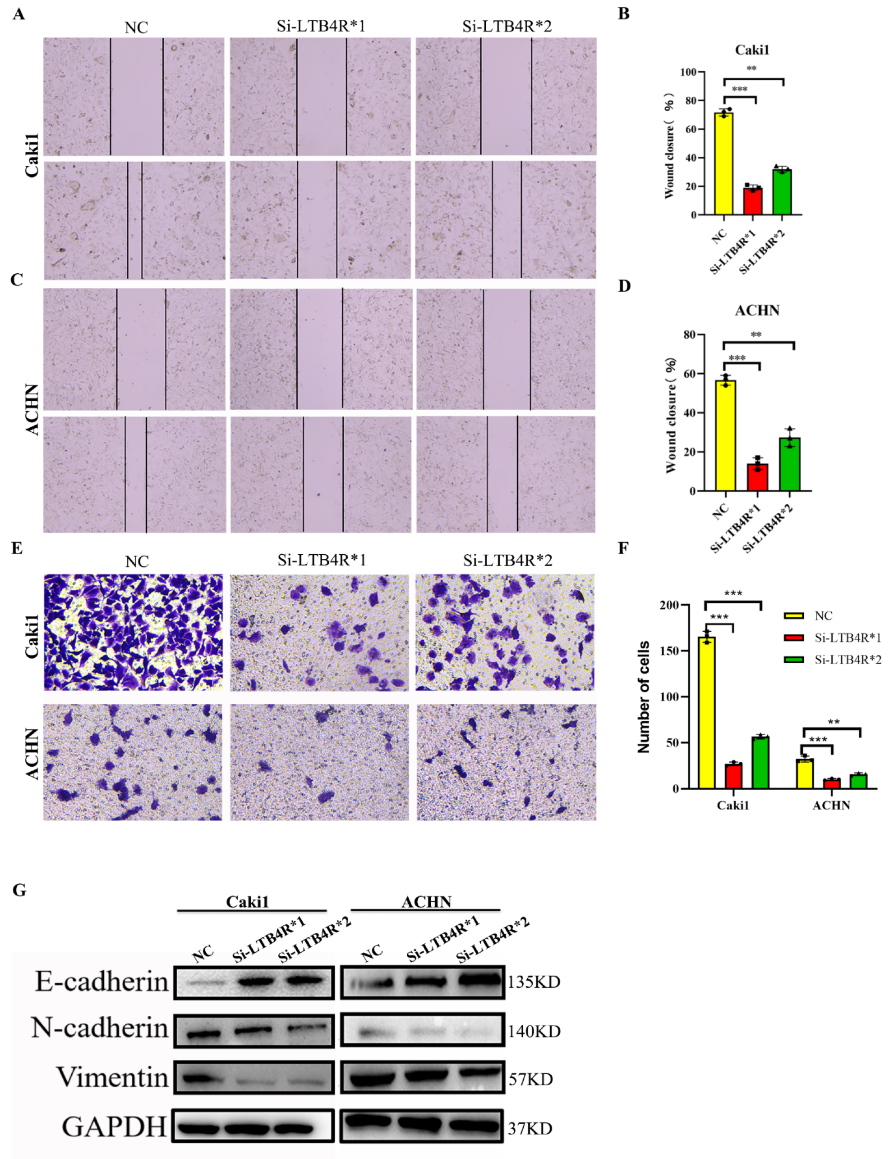 Cells 11 03606 g003 Cells 11 03606 g003