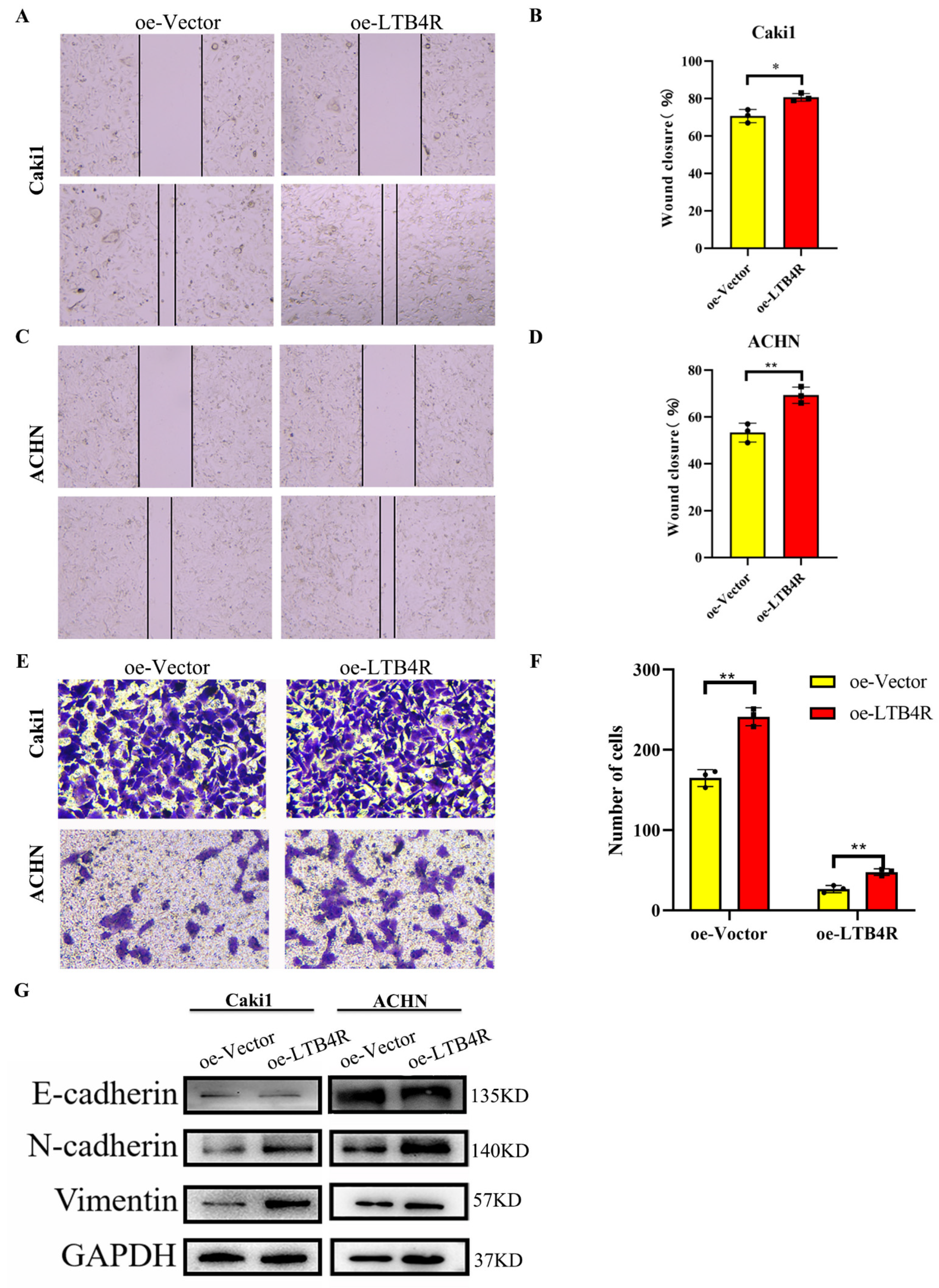 Cells 11 03606 g006 Cells 11 03606 g006