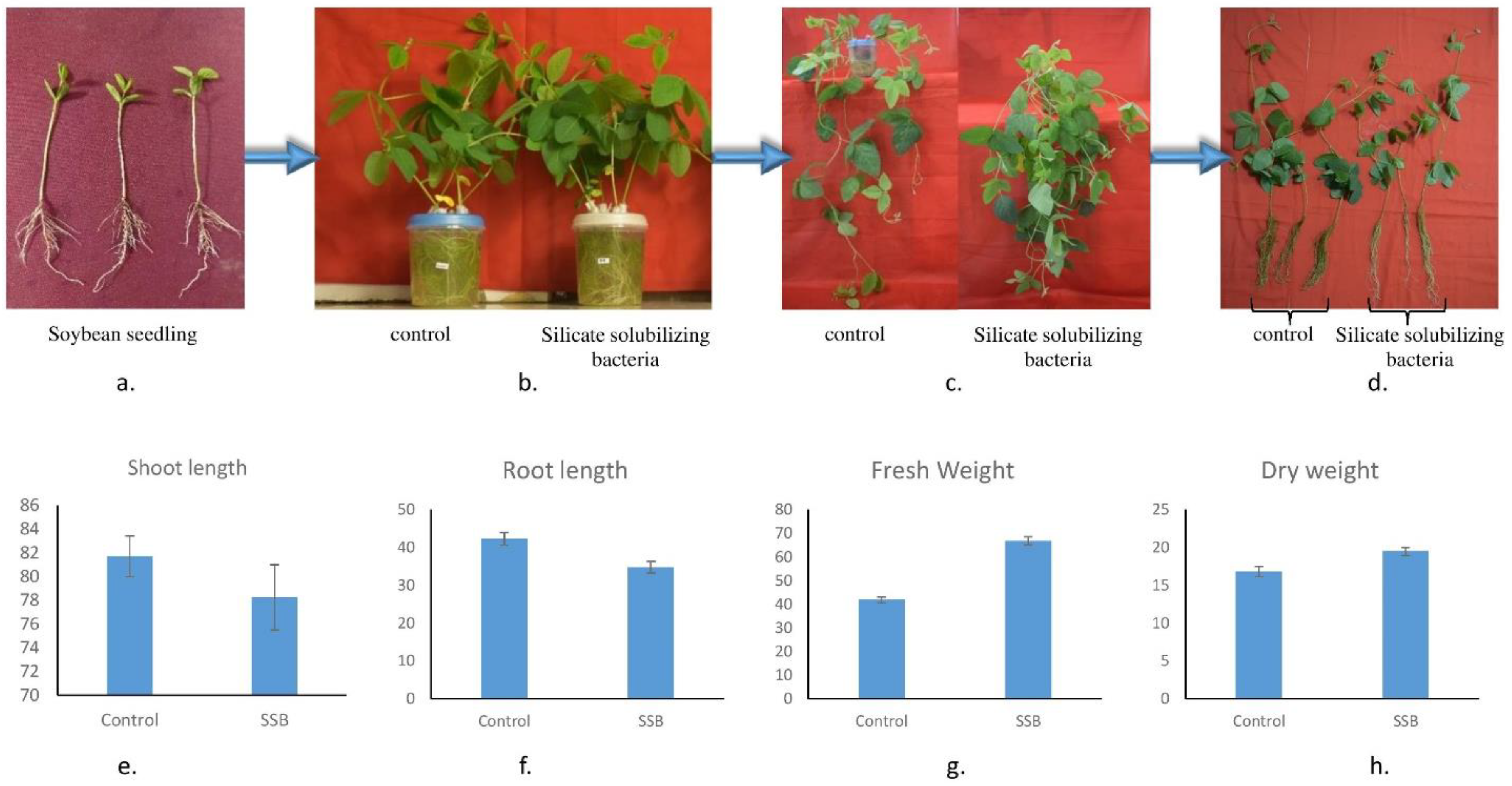 Cells 11 03622 g004 Cells 11 03622 g004