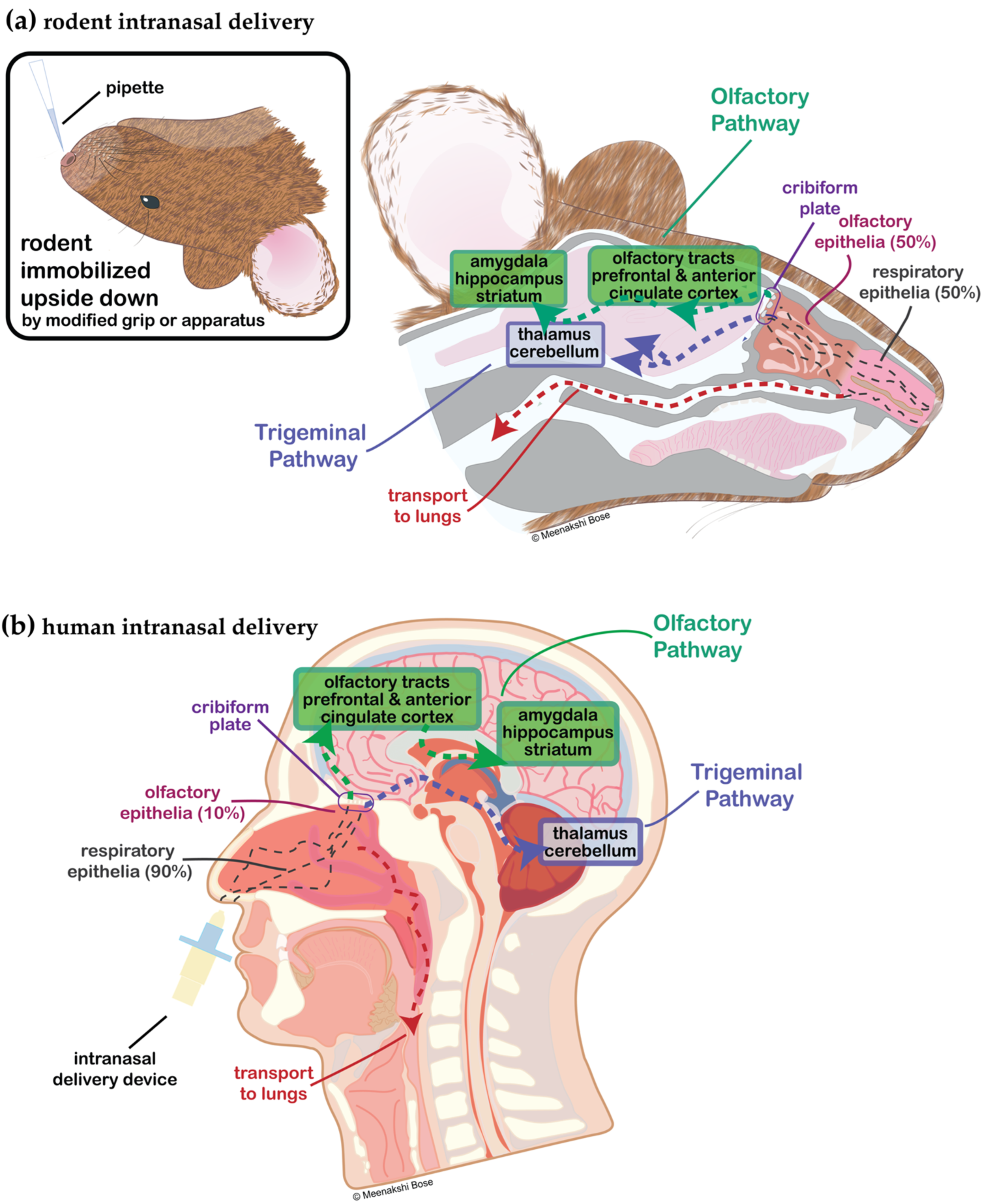 Intranasal shop