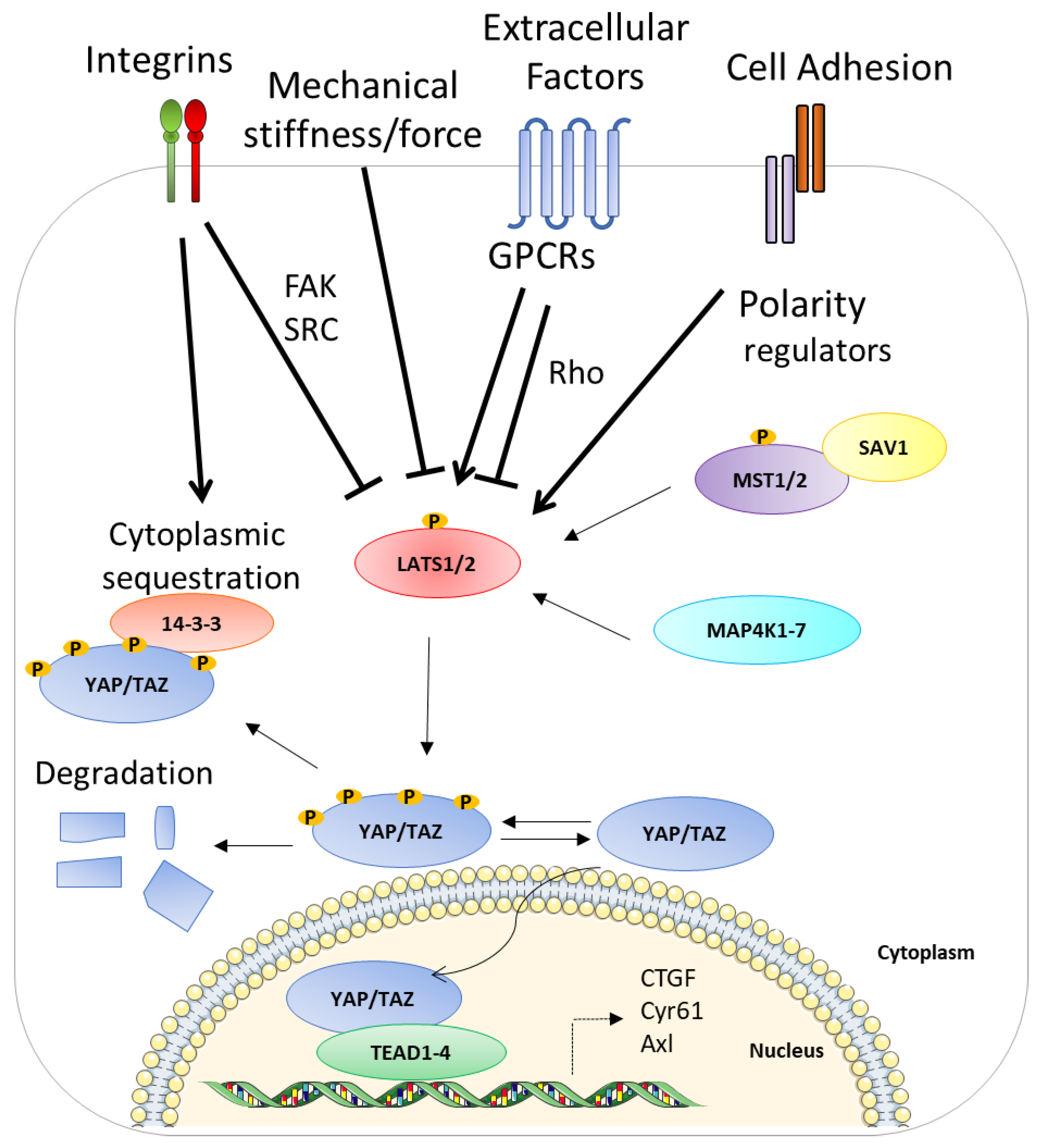 Cells 11 03631 g001 Cells 11 03631 g001