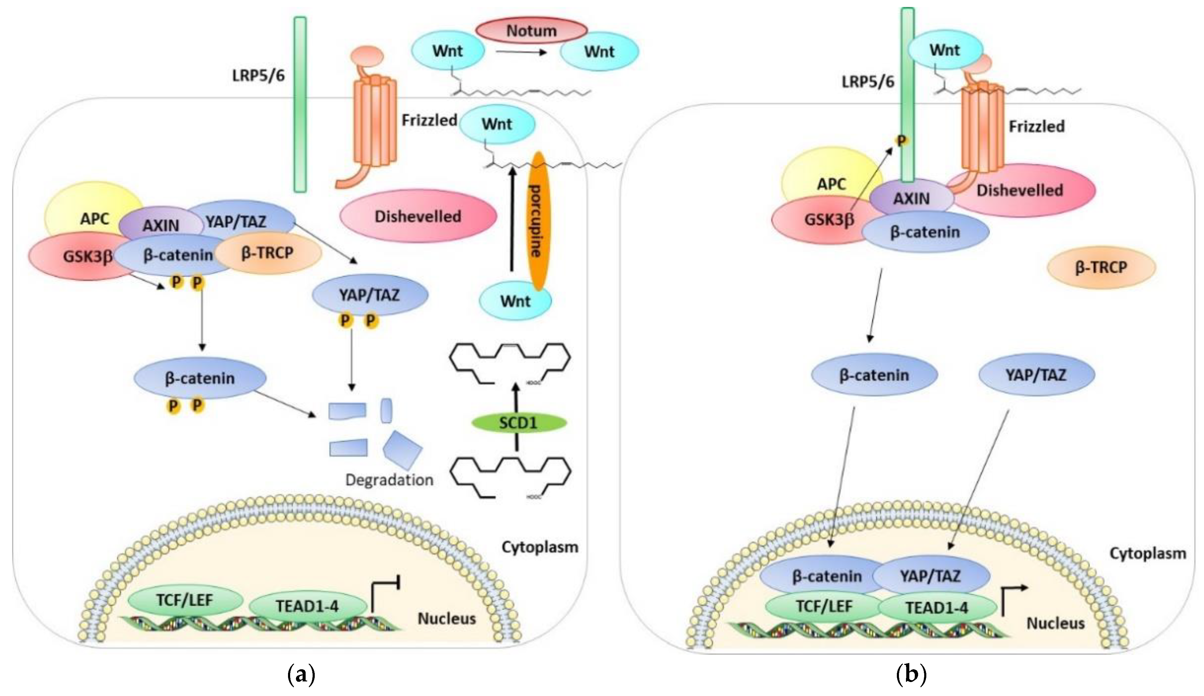 Cells 11 03631 g002 Cells 11 03631 g002
