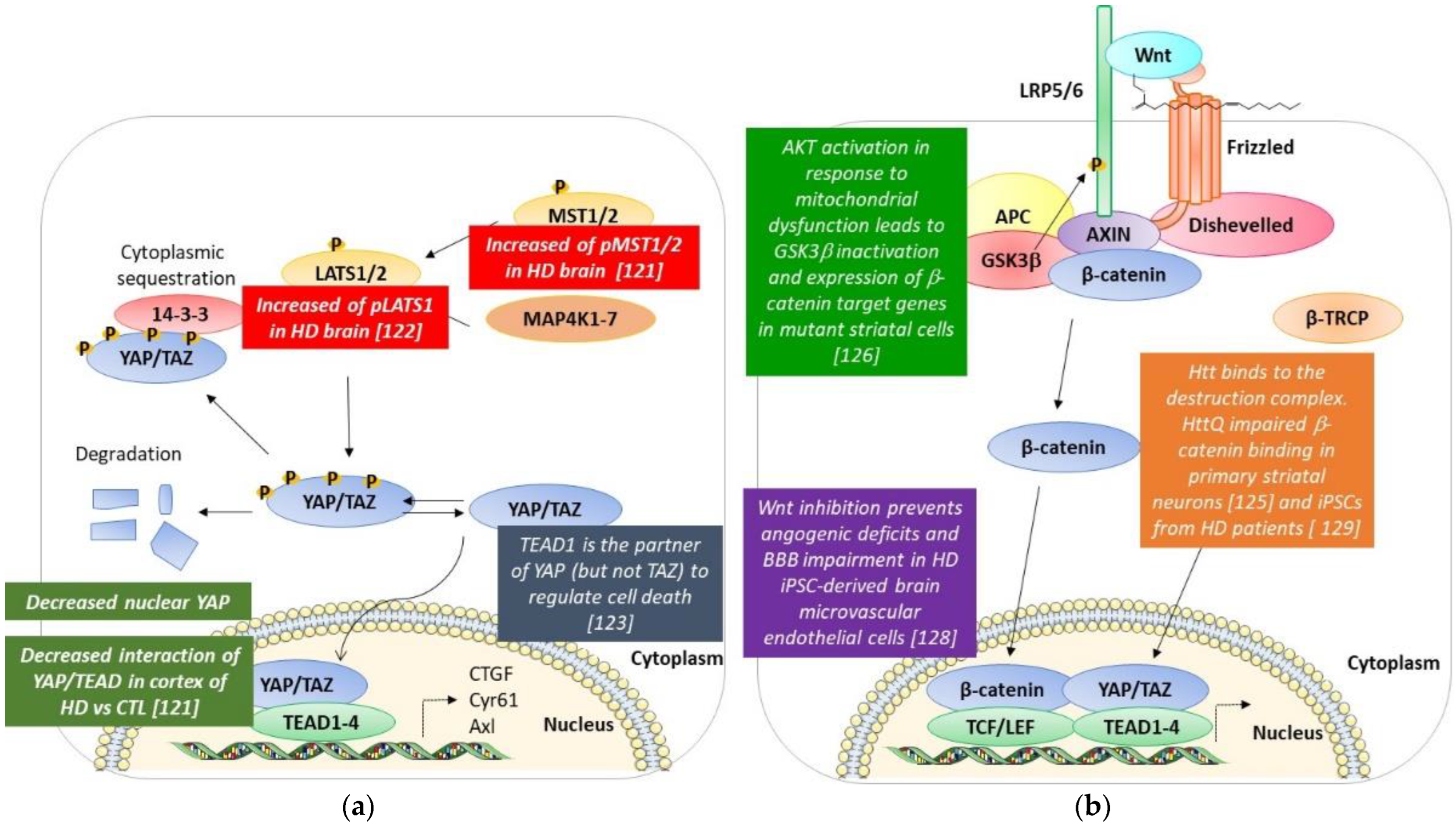 Cells 11 03631 g003 Cells 11 03631 g003