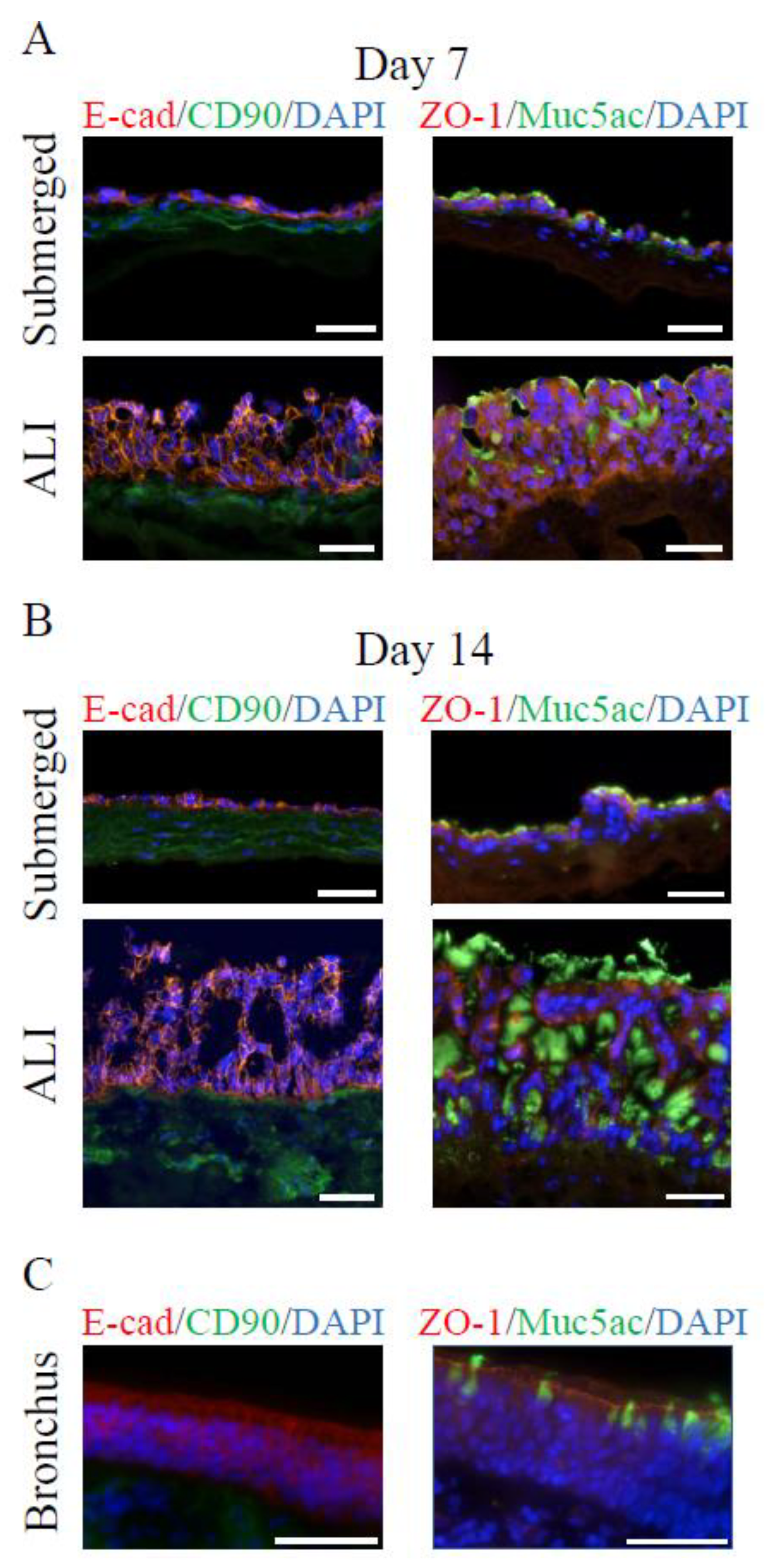 Cells 11 03634 g002 Cells 11 03634 g002