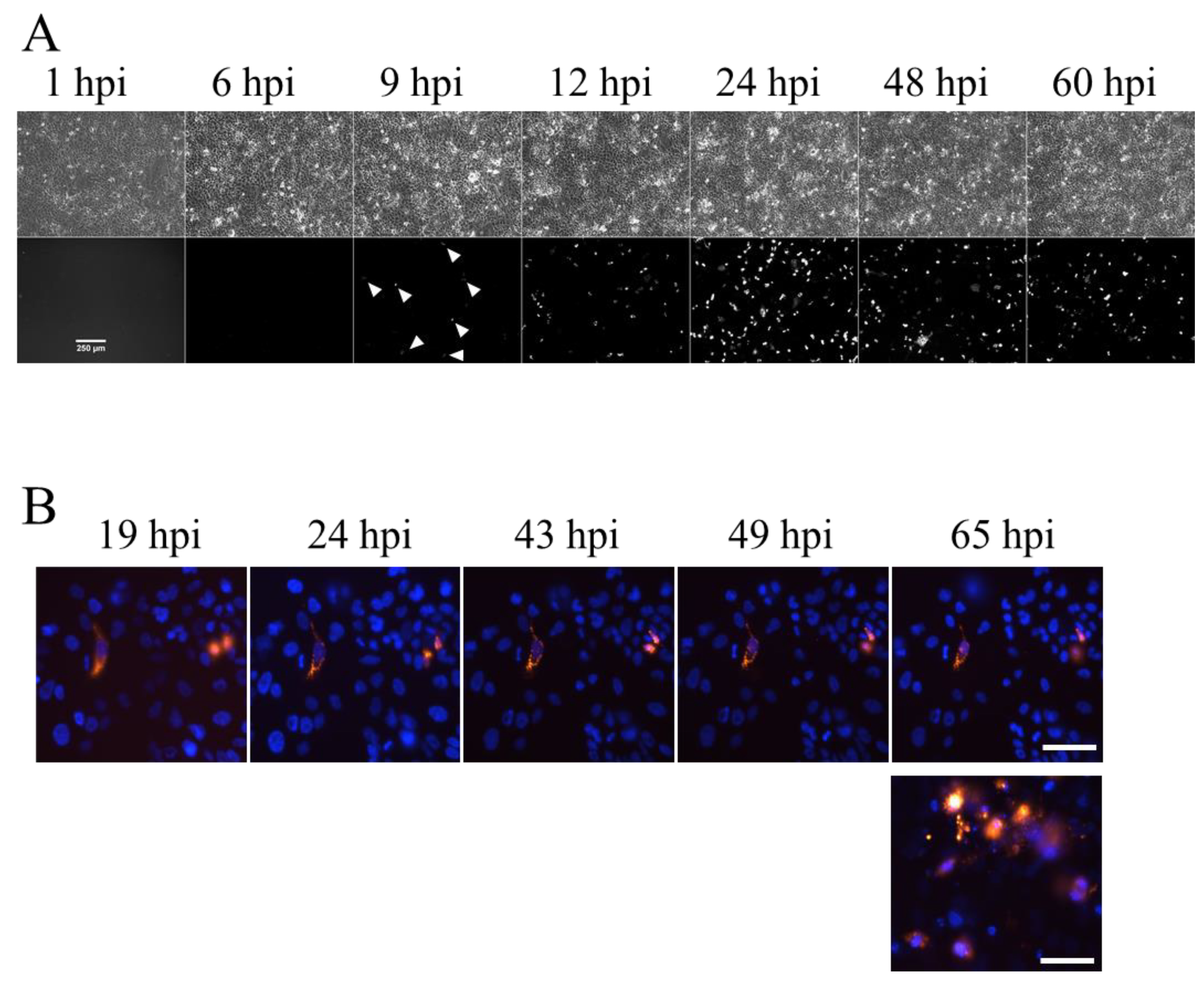 Cells 11 03634 g005 Cells 11 03634 g005