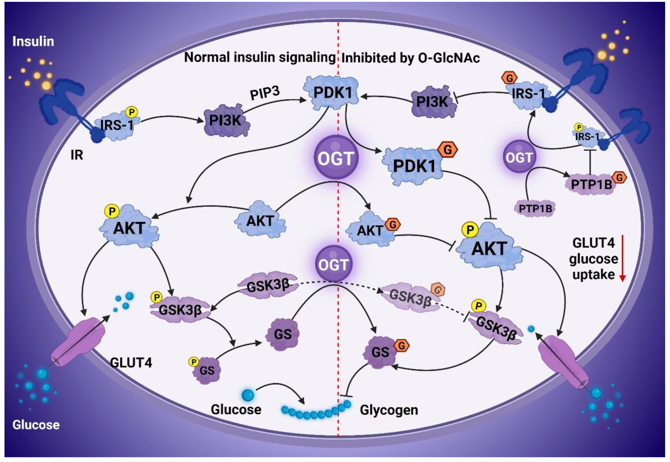 Cells 11 03637 g002 Cells 11 03637 g002