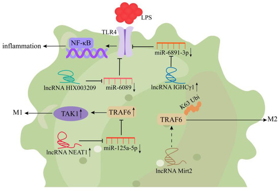 Role of Long Noncoding RNAs in the Regulation of Cellular Role of Long Noncoding RNAs in the Regulation of Cellular