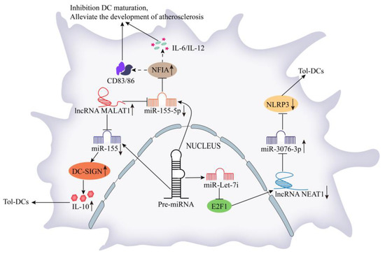Role of Long Noncoding RNAs in the Regulation of Cellular